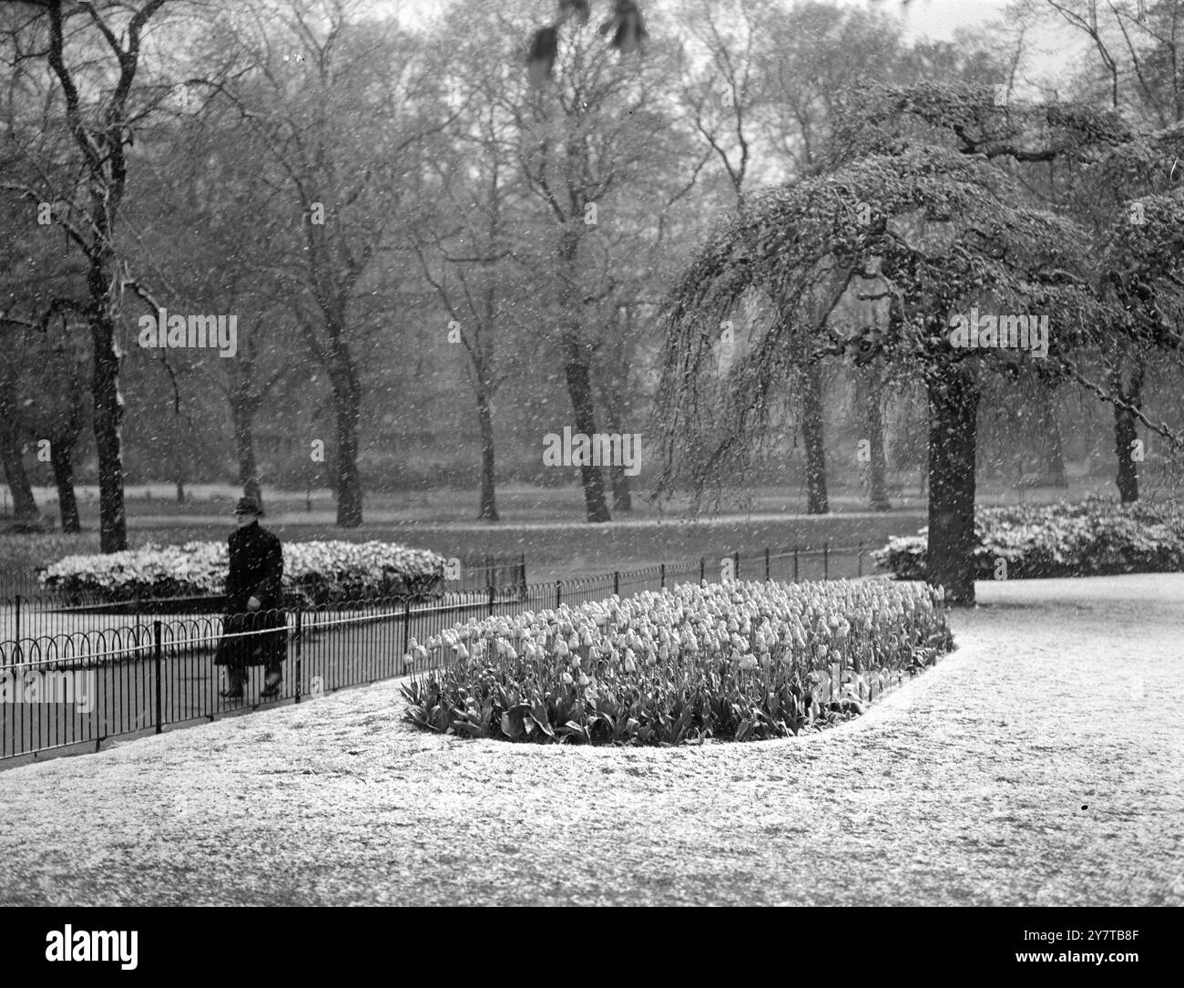 PRIMAVERA A HYDE PARK 25 aprile 1950 Un letto di tulipani a Hyde Park sembra strano nella tempesta di neve che molti londinesi hanno dovuto affrontare durante il loro viaggio al lavoro questa mattina, se non fosse per i tulipani questa sarebbe un'immagine ideale a metà inverno. Foto Stock
