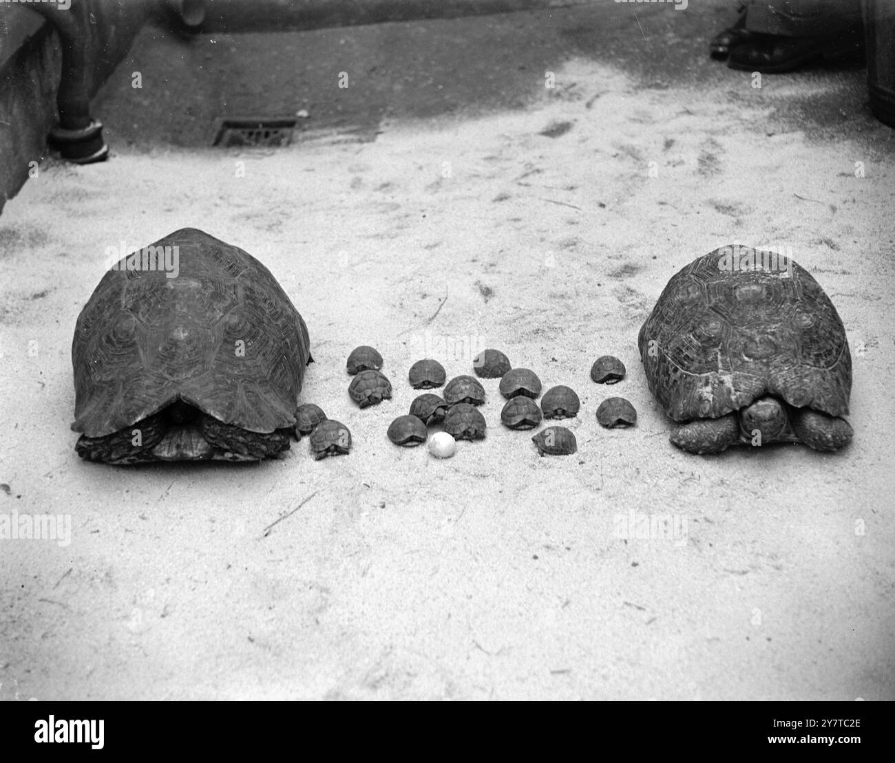 Papà e mamma hanno gli occhi dappertutto quando prendono questa famiglia di dimensioni vittoriane per una passeggiata . E' Willie, non ti stupire e no Gertrude non puoi avere un ghiaccio, tutto il tempo. Ma queste tartarughe africane Joan (a destra) e John , stranamente in pensione per un genitore così robusto , non vanno molto lontano sulla loro passeggiata. Ma chi lo farebbe quando ci sono sedici giovani follemente in ritardo da tenere d'occhio . I bambini hanno sei mesi e con i genitori sono appena arrivati dall'Africa nei negozi di animali di Palmer a Camden Town, a nord di Londra. Aprile 1950 Foto Stock
