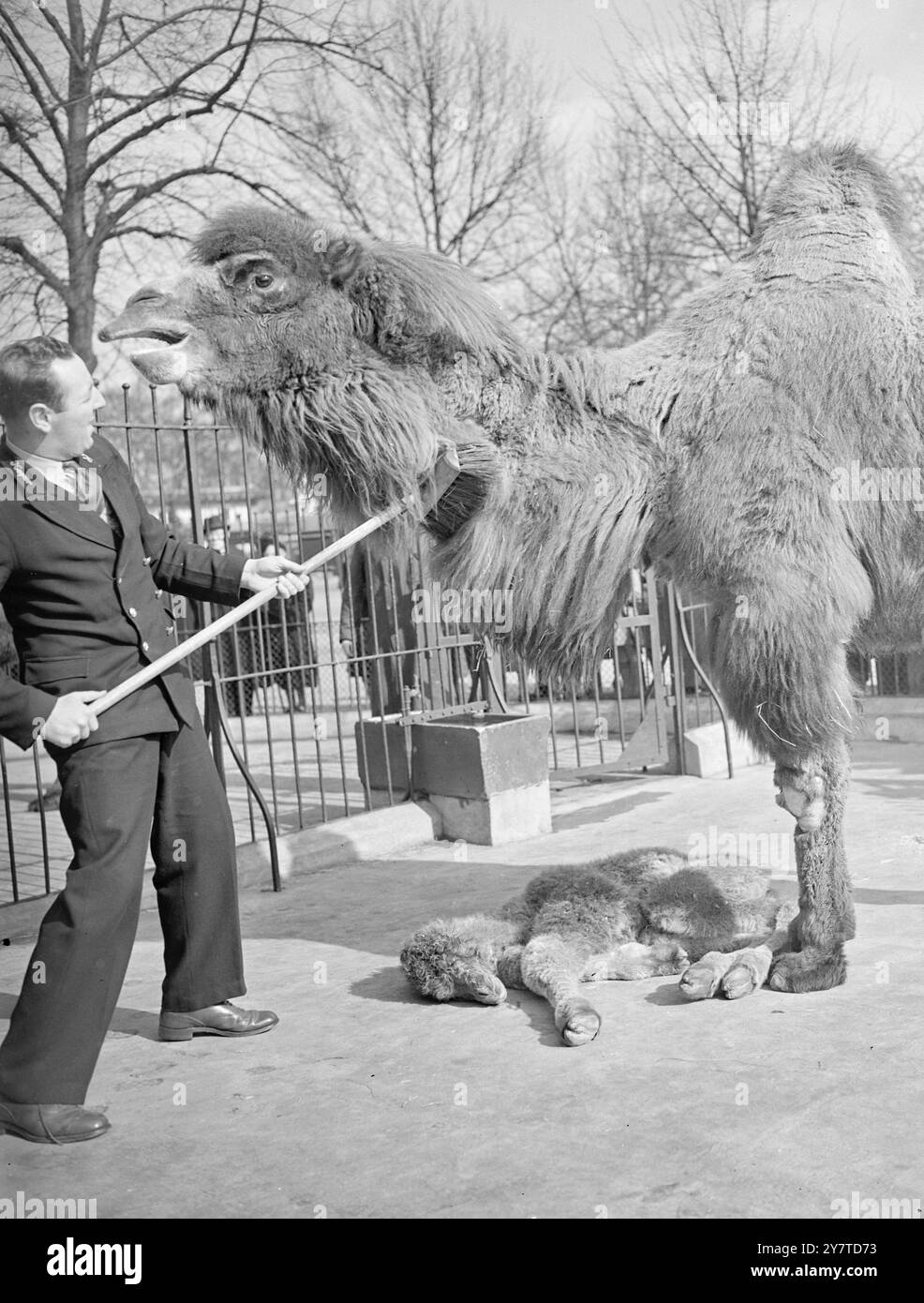 LA CRISI DOMENICALE È ALLO ZOO la pace domenicale allo Zoo di Londra è stata interrotta dal dramma oggi, mentre questa foto è stata scattata alla Camel House . Era giunta voce al custode che il bambino nato ieri a Peggy non stava bene . Il piccolo cammello giaceva svogliato sul terreno e la necessità di un esame era urgente . Ma prima la madre doveva essere persuasa a lasciare la sua prole . Il custode viene visto qui usando una scopa come un 'persuasore', nonostante il luccichio di protesta negli occhi di Peggy. In seguito, il bambino si rifiutò di prendere il cibo, anche se tentato con l'estratto di carne. Era considerato gravemente malato e unli Foto Stock