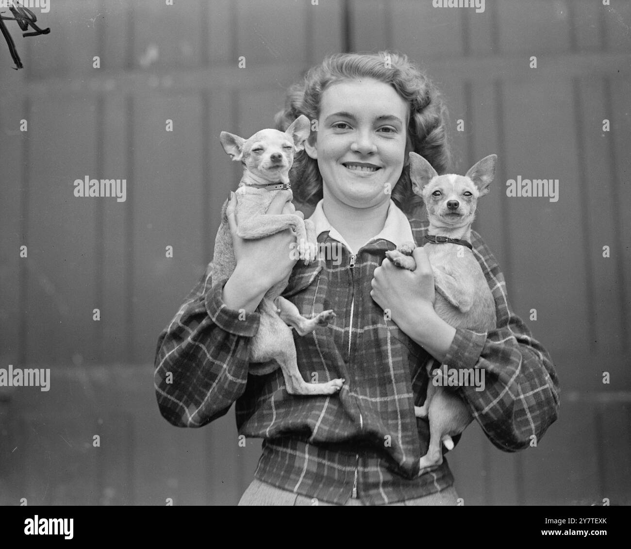 POCO - MA BENE possono appartenere alla razza più piccola in vista , ma questi due Chihuahua sono una fonte di orgoglio per Miss JULIE WELLS al Cruft's Dog Show , Olympia , Londra . Sono DONA SOL DI BELAMIE (a sinistra) e TIZOC DI BELAMIE e appartengono alla madre della signorina Wells, signora . D. Wells di Acton , Londra . Questo è stato il secondo e ultimo giorno dello spettacolo . 10 febbraio 1950 Foto Stock