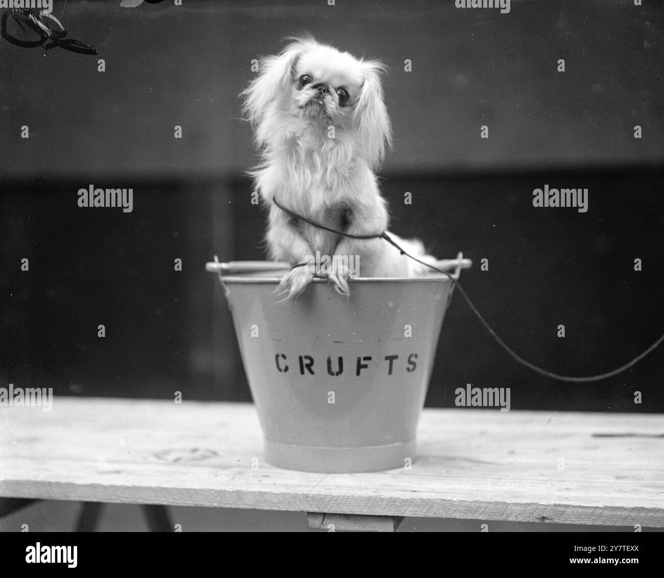 IN ALLERTA AL CRUFT'S Looking 'on edge' alla mostra di Crufts, Olympia, Londra, oggi si trovano Buttons and Bows of Feng Shang , pekinese bianco di 12 mesi esposto dalla signorina N. Frampton della Foresta di Windsor, Windsor, Berks. Con un peso inferiore ai tre libbre, e con una crescita completa, si dice che Buttons and Bows sia il pekinese bianco più piccolo d'Inghilterra. 10 febbraio 1950 Foto Stock