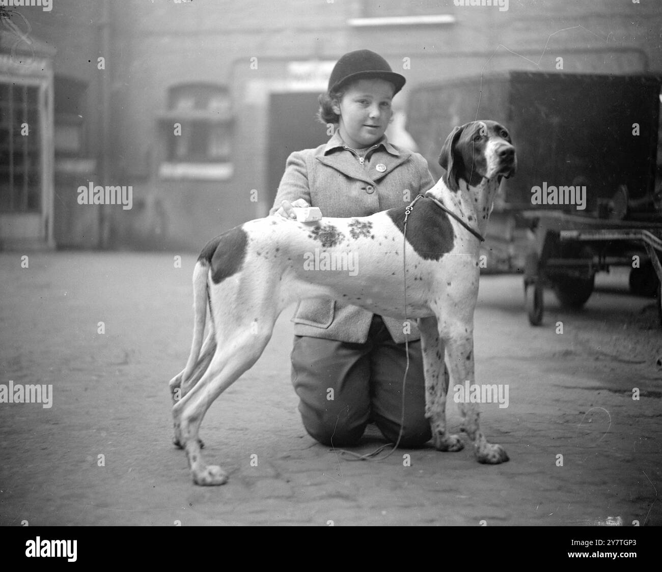 UNA RAGAZZA CON PUNTATORE oltre settemila cani, dal Rhodesian ridgeback al minuscolo Chihuahua, è stata iscritta per giudicare oggi alla mostra Ladies' kennel Association di Olympia, Londra. I Cocker spaniels si dimostrarono la razza più popolare, come prima dell'ultima guerra, con 363 voci. La mostra di oggi è la più grande delle associazioni con 55 anni di storia. IMMAGINI: May Jones, 10 anni, di Llandebie, carm., con un puntatore, GWENLAIS SUNSHINE , alla fiera Ladies' kennel Association di Olympia, Londra, oggi. 2 novembre 1949 Foto Stock