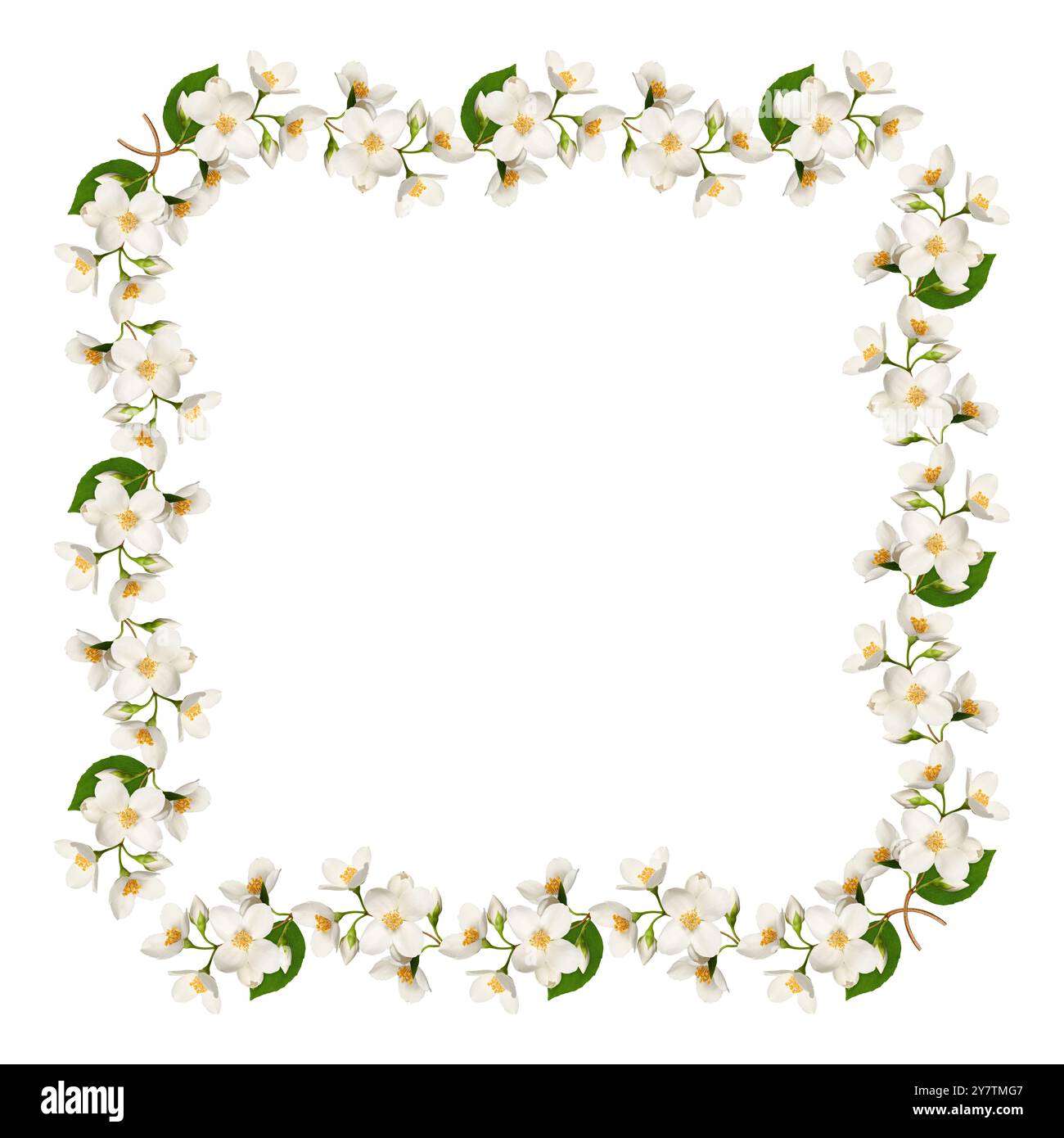 Una cornice festosa quadrata di fiori di gelsomino isolati su uno sfondo bianco. Foto Stock