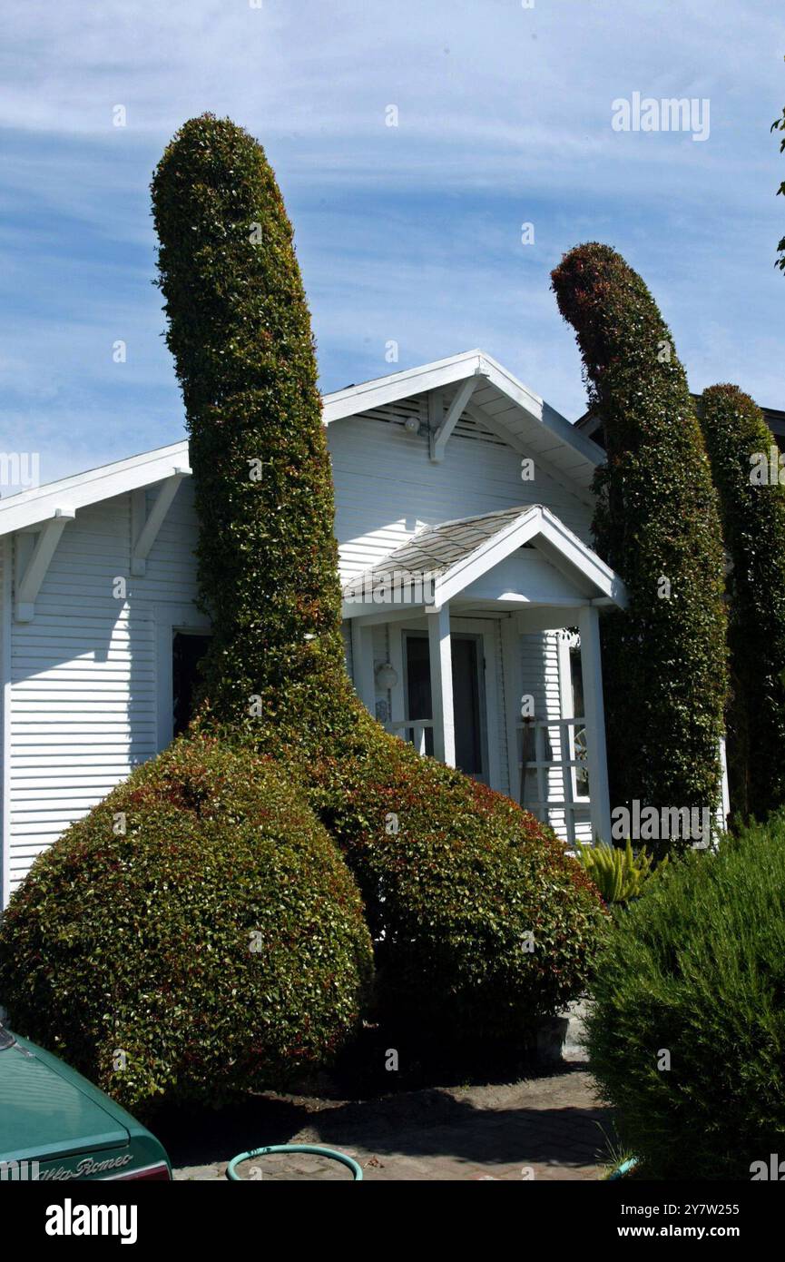 Santa Cruz, California - i residenti del westside di Santa Cruz, California, hanno chiamato la polizia locale per segnalare un presunto albero fallico nel loro quartiere. Dopo aver consultato il procuratore della città, è stato deciso che la siepe di 20 piedi di evergeen è considerata libera parola come artistica. Foto scattata domenica 12 maggio 2002. Foto Stock