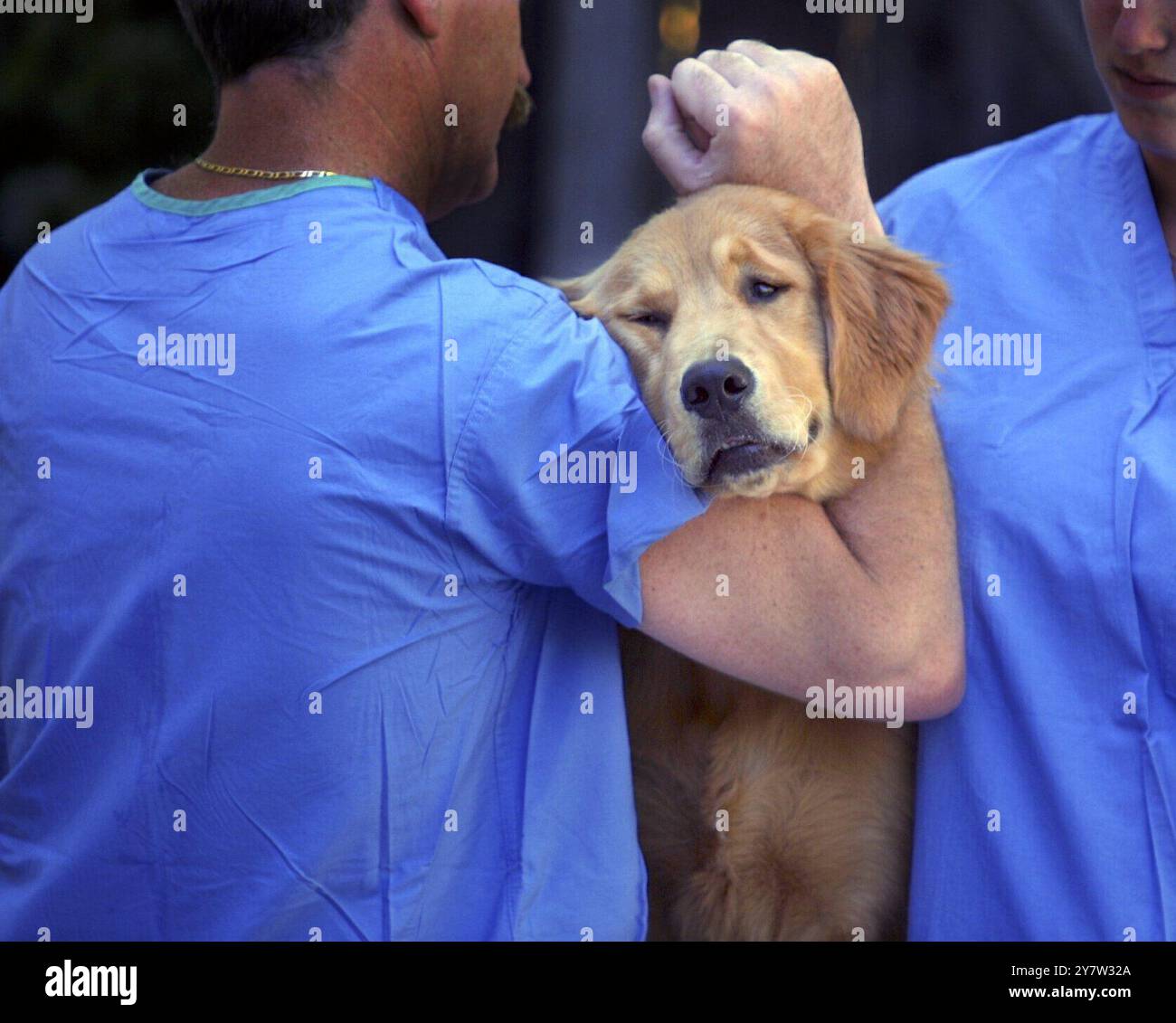 Pleasanton, California: Harley, un cucciolo di Golden retriever di 6 mesi, aspetta per le riprese sabato 25 agosto 2001. Foto Stock