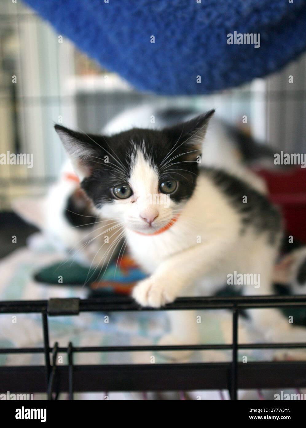 REDWOOD CITY, CA.,--i gattini aspettano di essere adottati alla Nine Lives Foundation, un rifugio per gatti no-kill a Redwood City venerdì 30 giugno 2006. Foto Stock