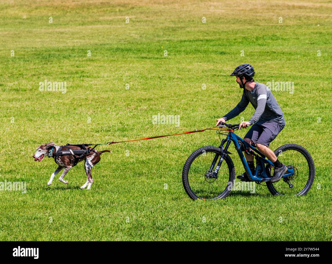 Dimostrazione del Rocky Mountain Sled Dog Club; prove del Meeker Classic Sheepdog Championship; Meeker; Colorado; USA Foto Stock