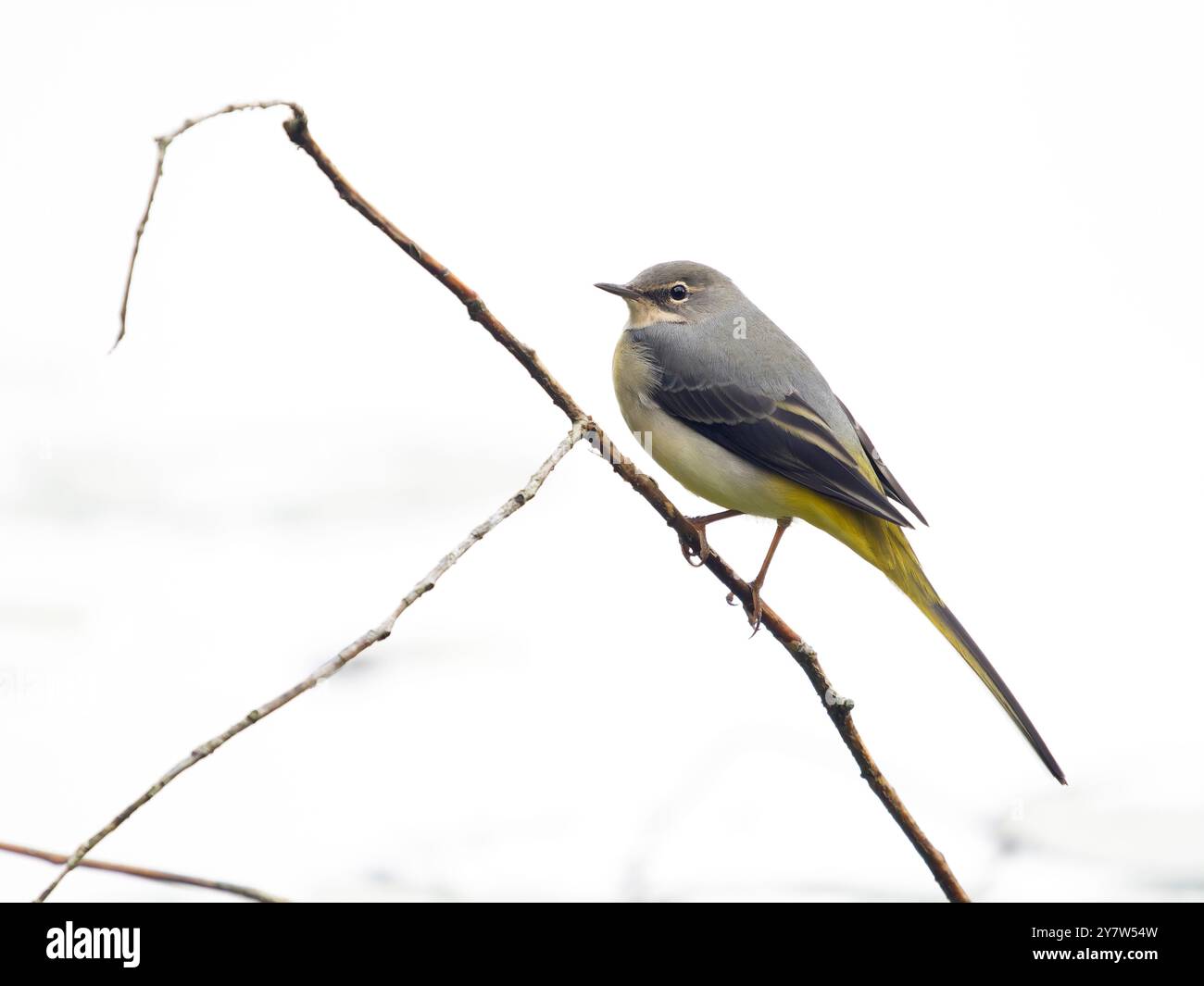Coda grigia, Motacilla cinerea, singolo uccello per ramo, West Midlands, B902HS Foto Stock