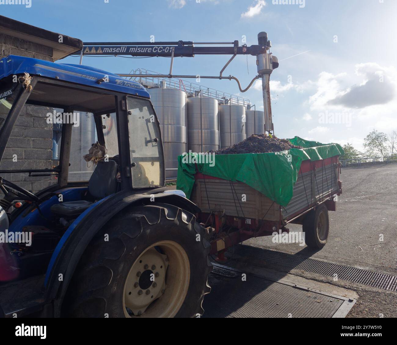 Il dispositivo misura il tenore di zucchero delle uve di una cantina cooperativa prima di essere scaricate. Montefiascone. 1 ottobre 2024 Foto Stock