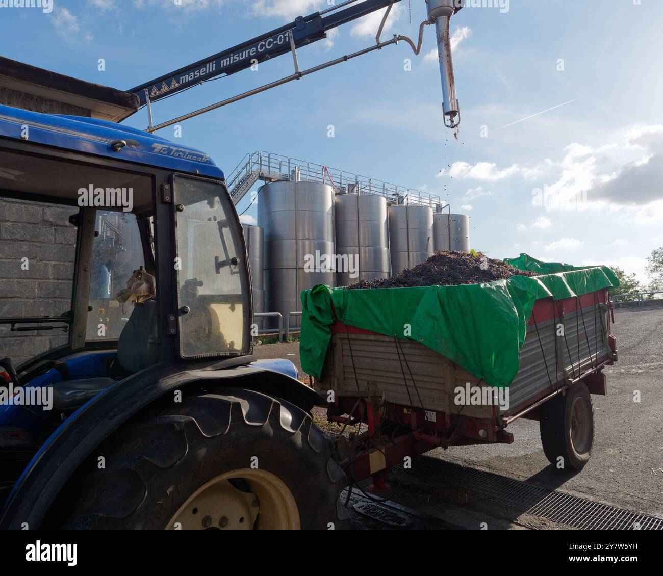 Il dispositivo misura il tenore di zucchero delle uve di una cantina cooperativa prima di essere scaricate. Montefiascone. 1 ottobre 2024 Foto Stock