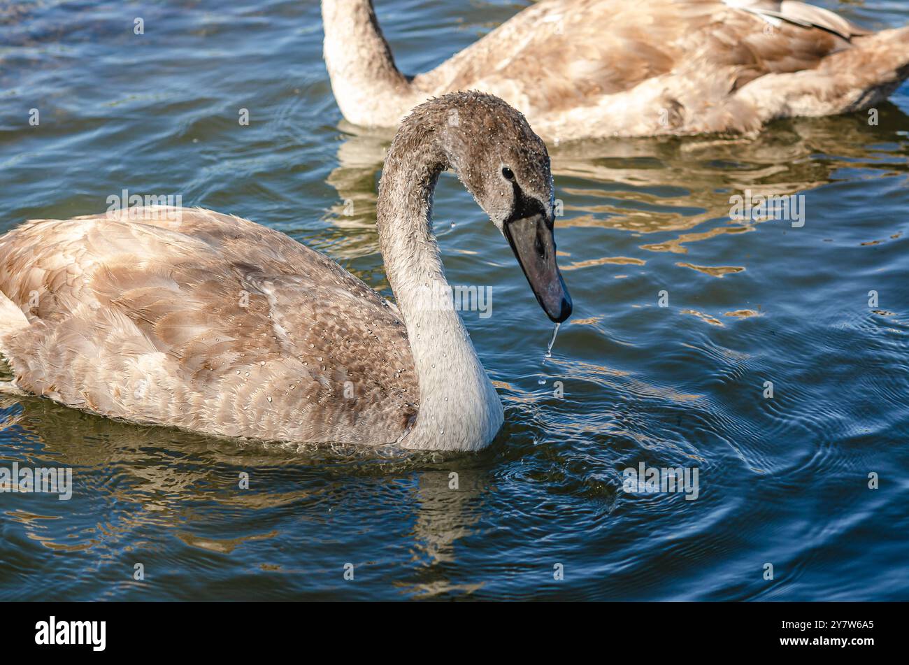 Cigno grigio, primo piano testa e collo, becco nero. Gocce d'acqua. Uccelli acquatici nell'ambiente naturale Foto Stock