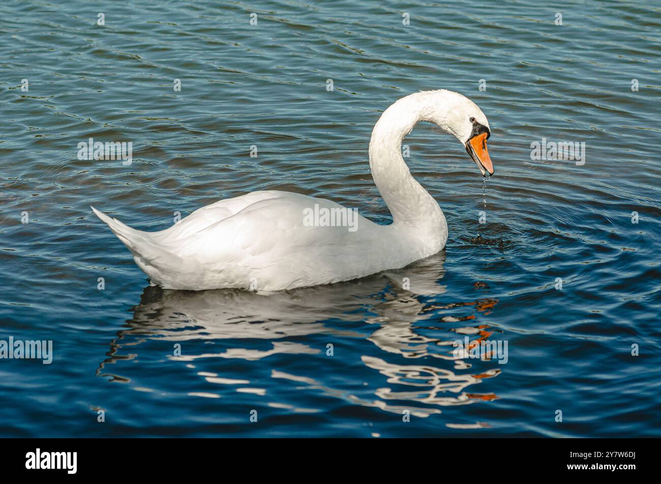 Ritratto di cigno bianco sul lago blu. Collo lungo ricurvo. Uccelli acquatici selvatici con acqua che gocciola dal becco Foto Stock