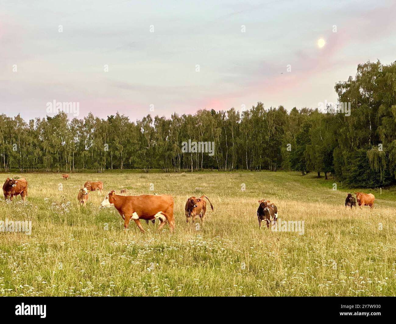 La fotografia cattura una scena serena di mucche che pascolano in un campo al tramonto in una calda giornata estiva. Foto Stock