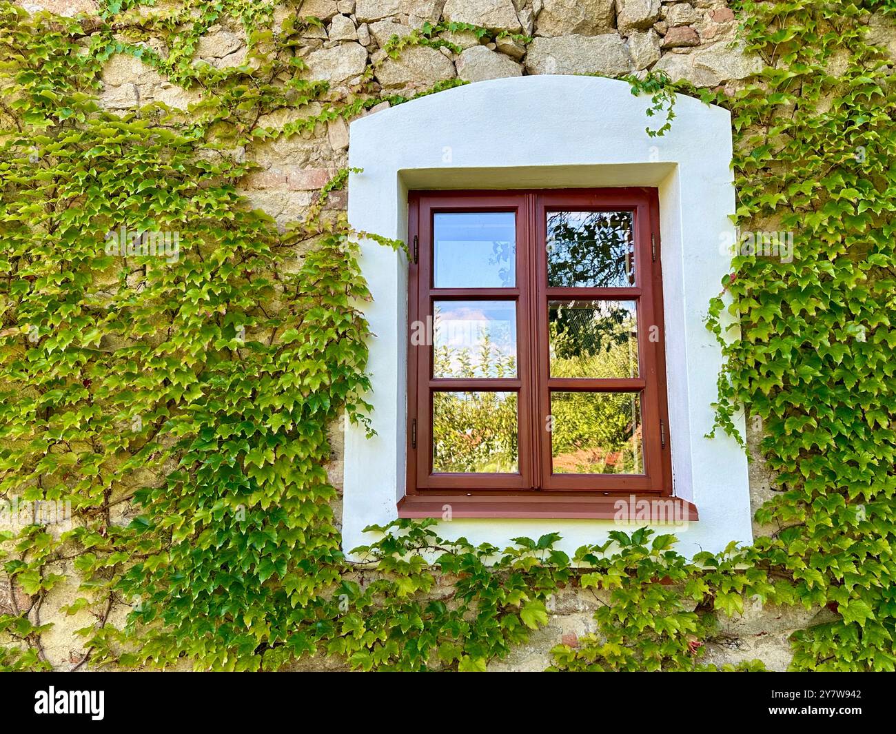 L'immagine cattura un primo piano di foglie verdi e uva in un giardino in un giorno d'estate. - Immagine stock catturata con smartphone