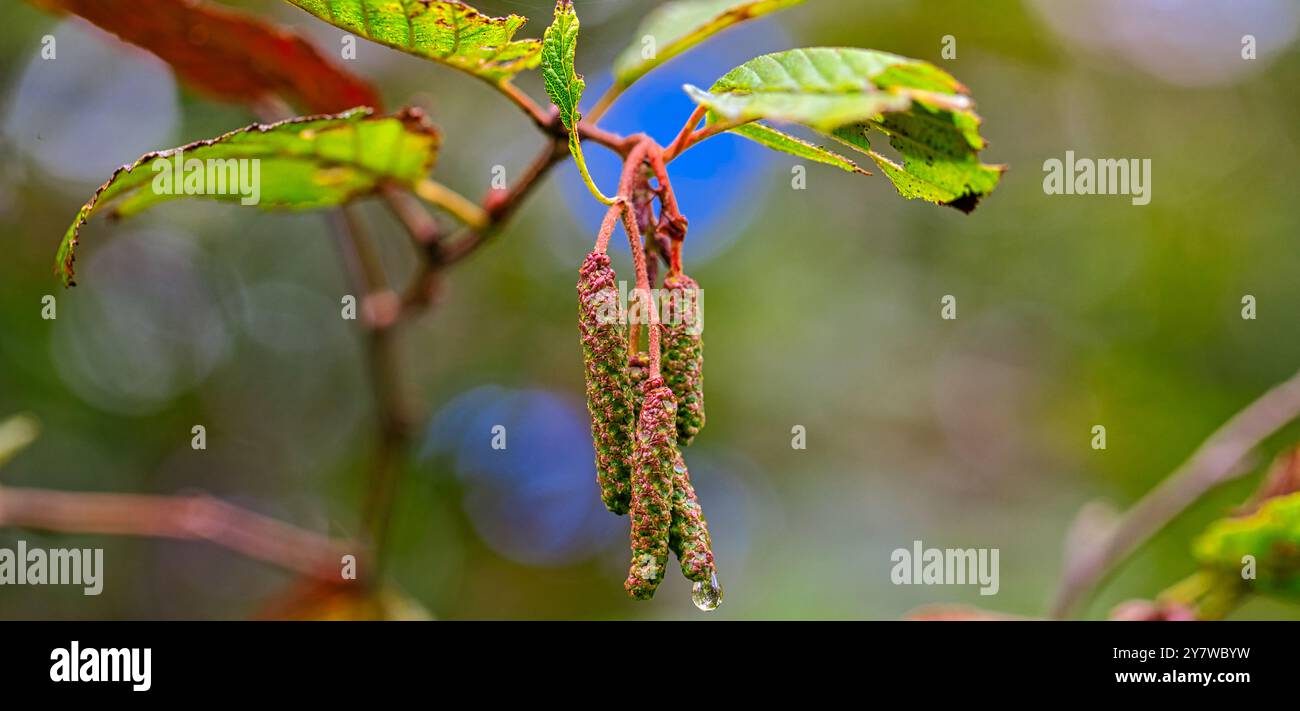 Semi di Alder in fotografia ravvicinata. L'Alder è un albero più piccolo a più alberi che vive prevalentemente in zone umide in tutto l'emisfero settentrionale. Foto Stock