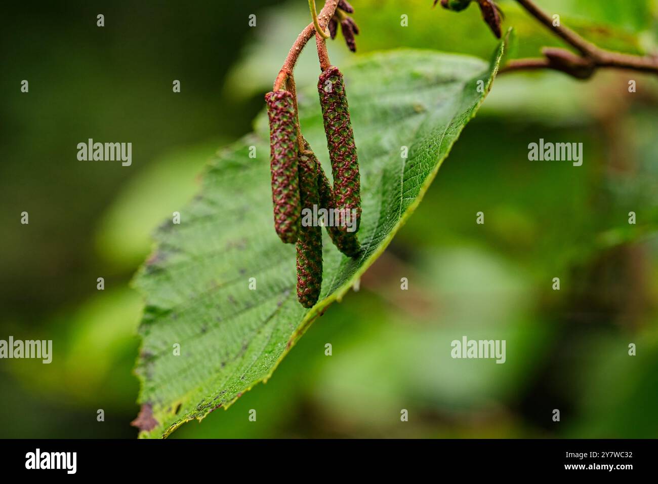 Semi di Alder in fotografia ravvicinata. L'Alder è un albero più piccolo a più alberi che vive prevalentemente in zone umide in tutto l'emisfero settentrionale. Foto Stock