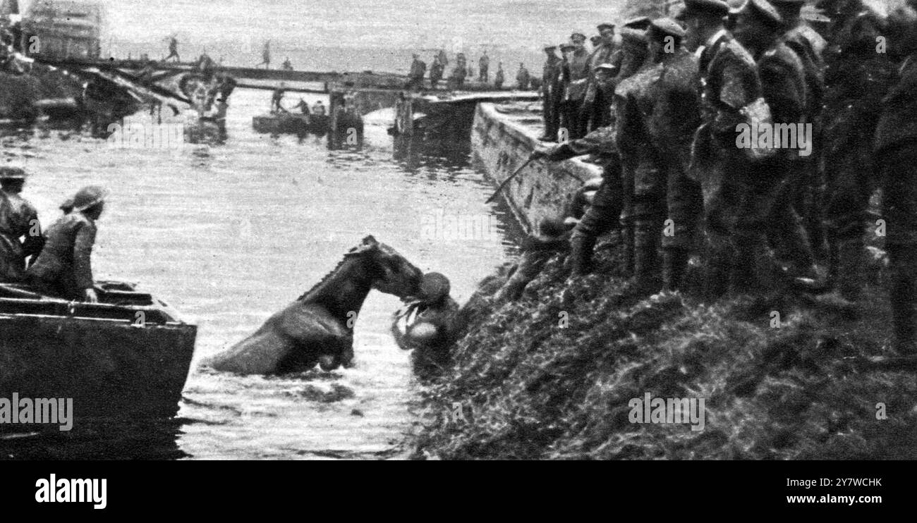 Ad un attraversamento fluviale sul fronte occidentale : imbarco a riva di un mulo ostinato . Novembre 1918 Foto Stock