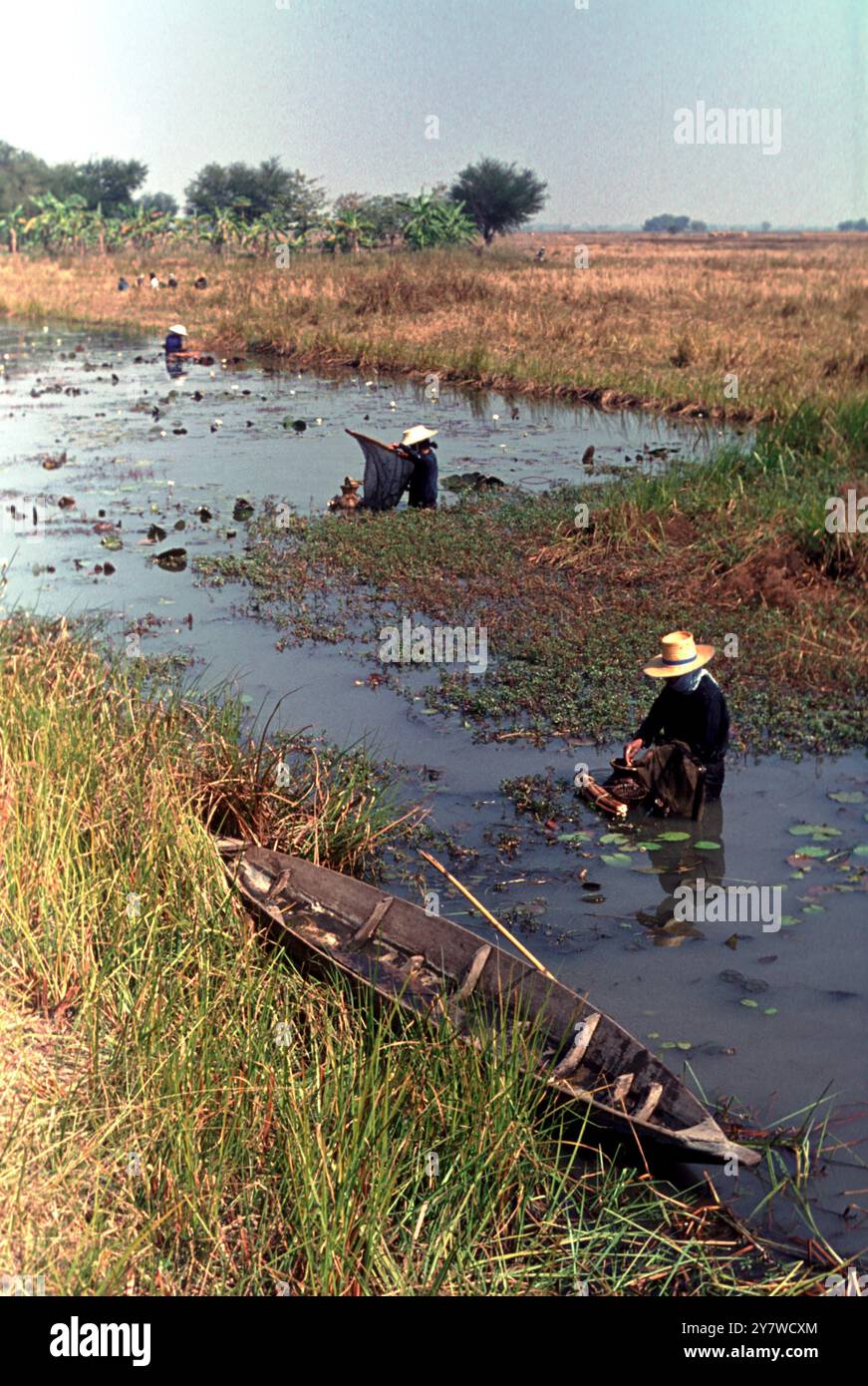 Pesca dei gamberetti in Tailandia - 6 luglio 1995 - ©TopFoto Foto Stock