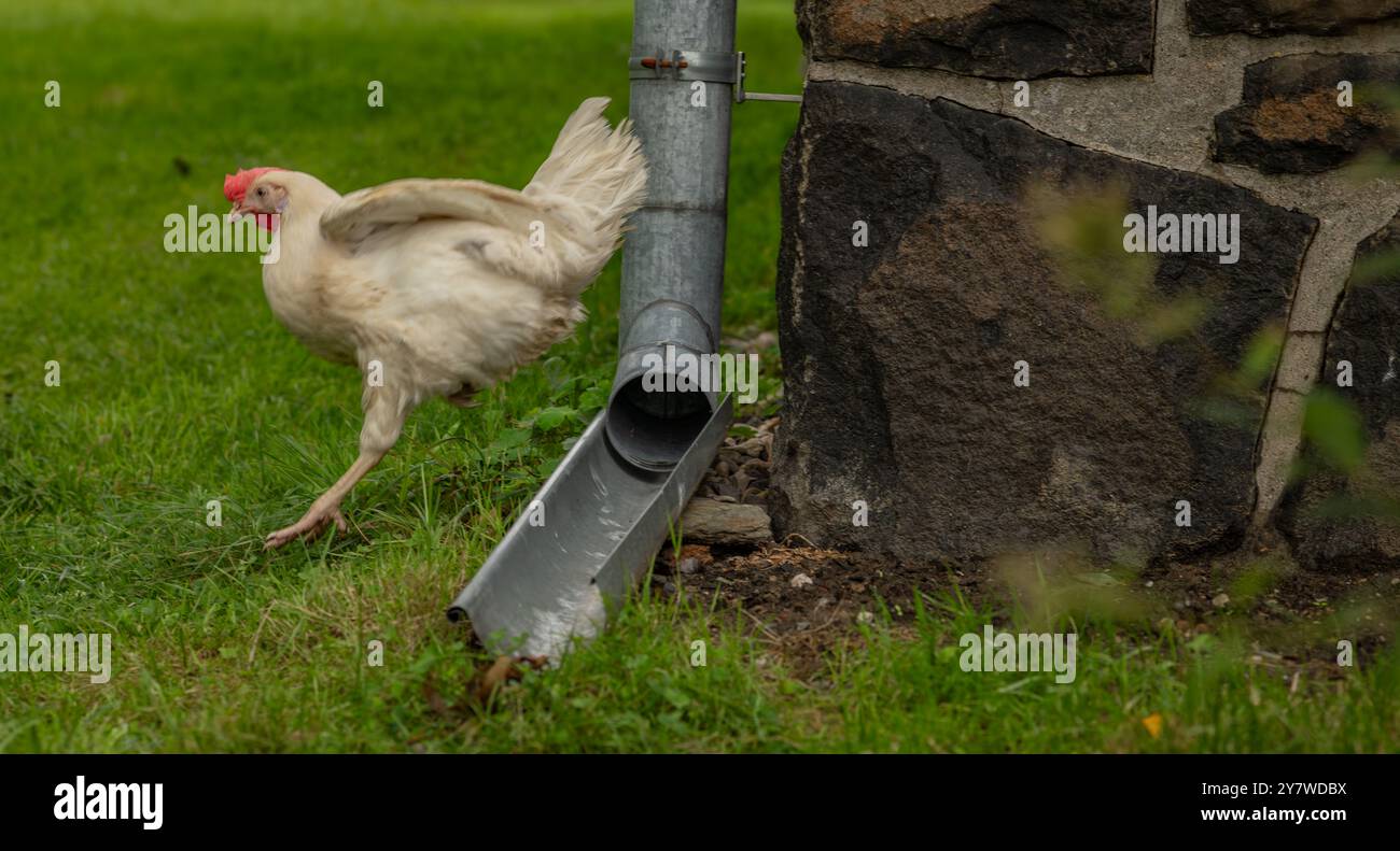 Piccola gallina bianca che corre vicino a una casa di pietra e all'erba verde in autunno Foto Stock