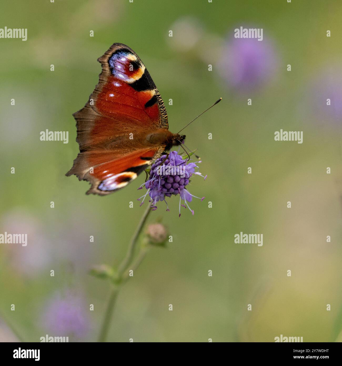 Una sola farfalla di pavone che si nutre di un fiore scabioso di un pezzo del diavolo. (Succisa pratensis). Foto Stock