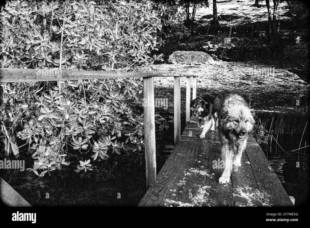 Animali nella foresta pluviale di Araucania Foto Stock