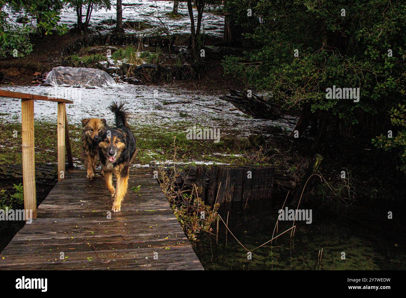 Animali nella foresta pluviale di Araucania Foto Stock