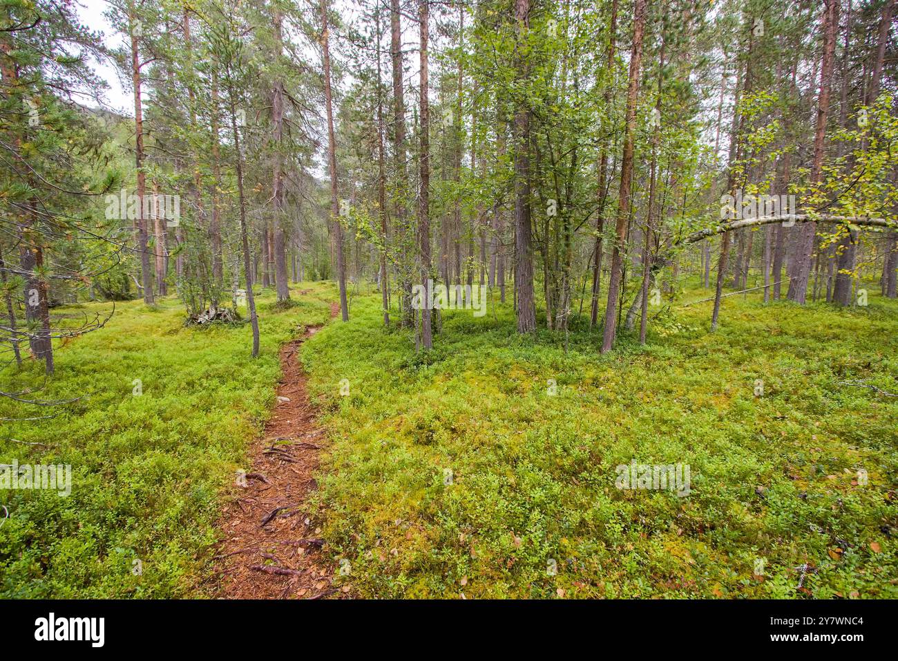 Sentiero della foresta serena nel Parco Nazionale di Reisa, Norvegia Foto Stock