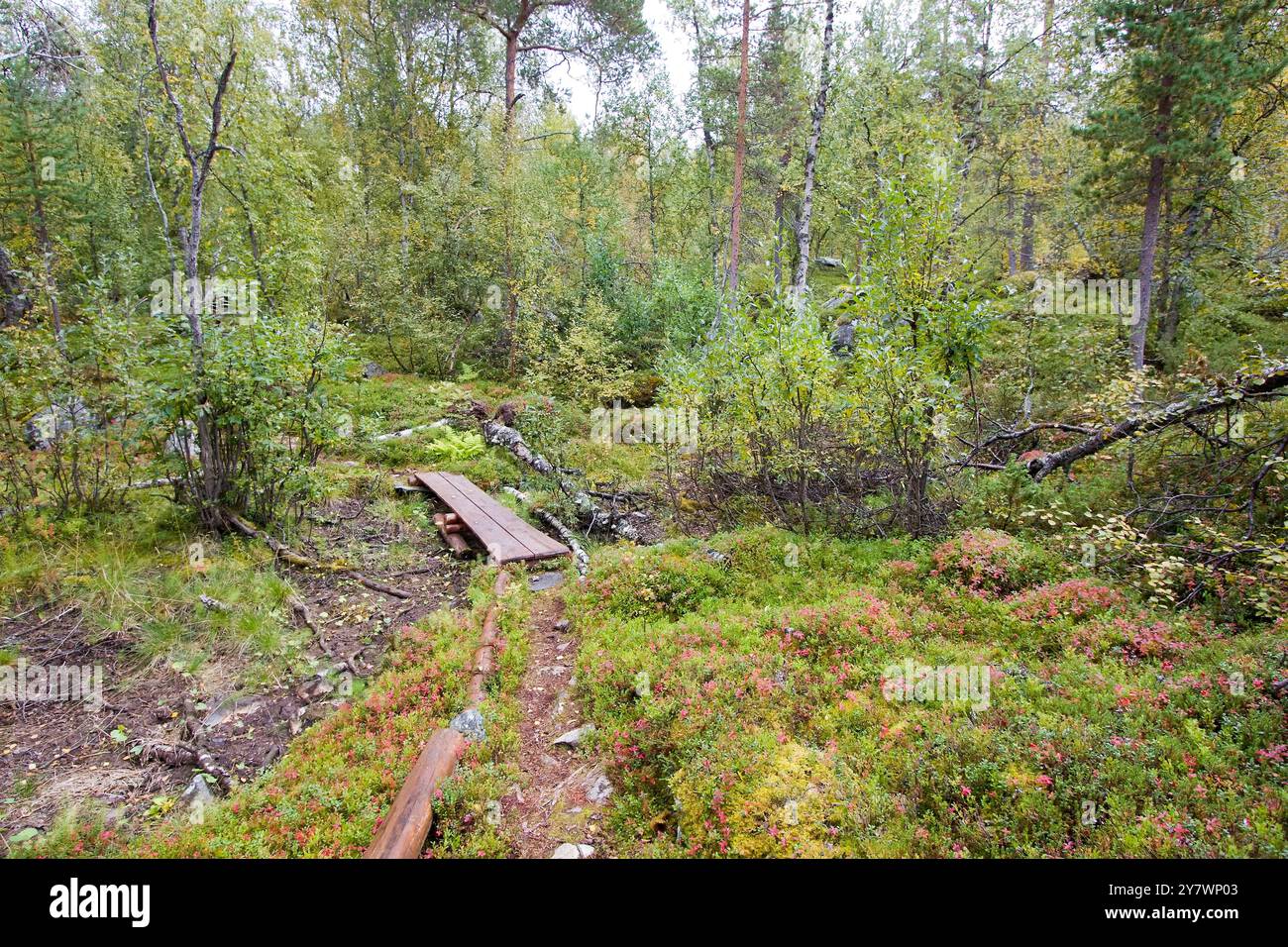 Ponte di legno lungo un sentiero forestale nel Parco Nazionale di Reisa, Norvegia Foto Stock
