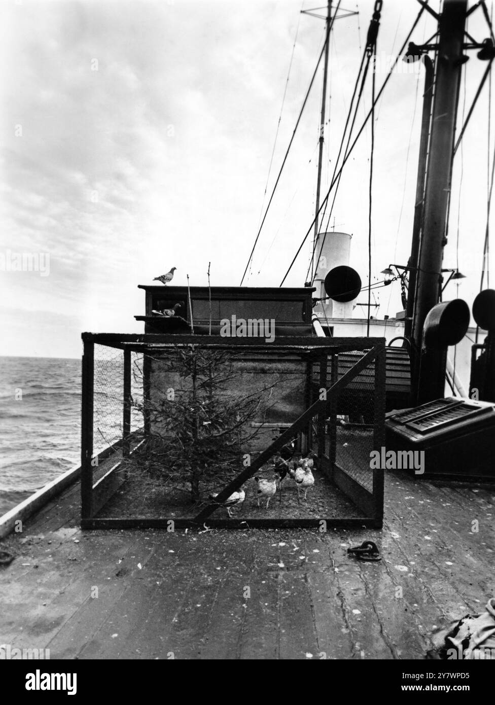 Polli e piccioni vivi sul ponte di una nave radio pirata. Foto Stock