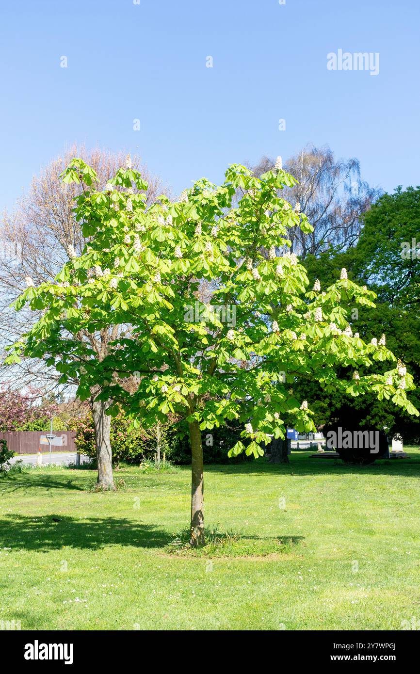 Aesculus hippocastanum (ippocastano) Tree, Prebbleton, Selwyn District, Selwyn District, Canterbury, nuova Zelanda Foto Stock