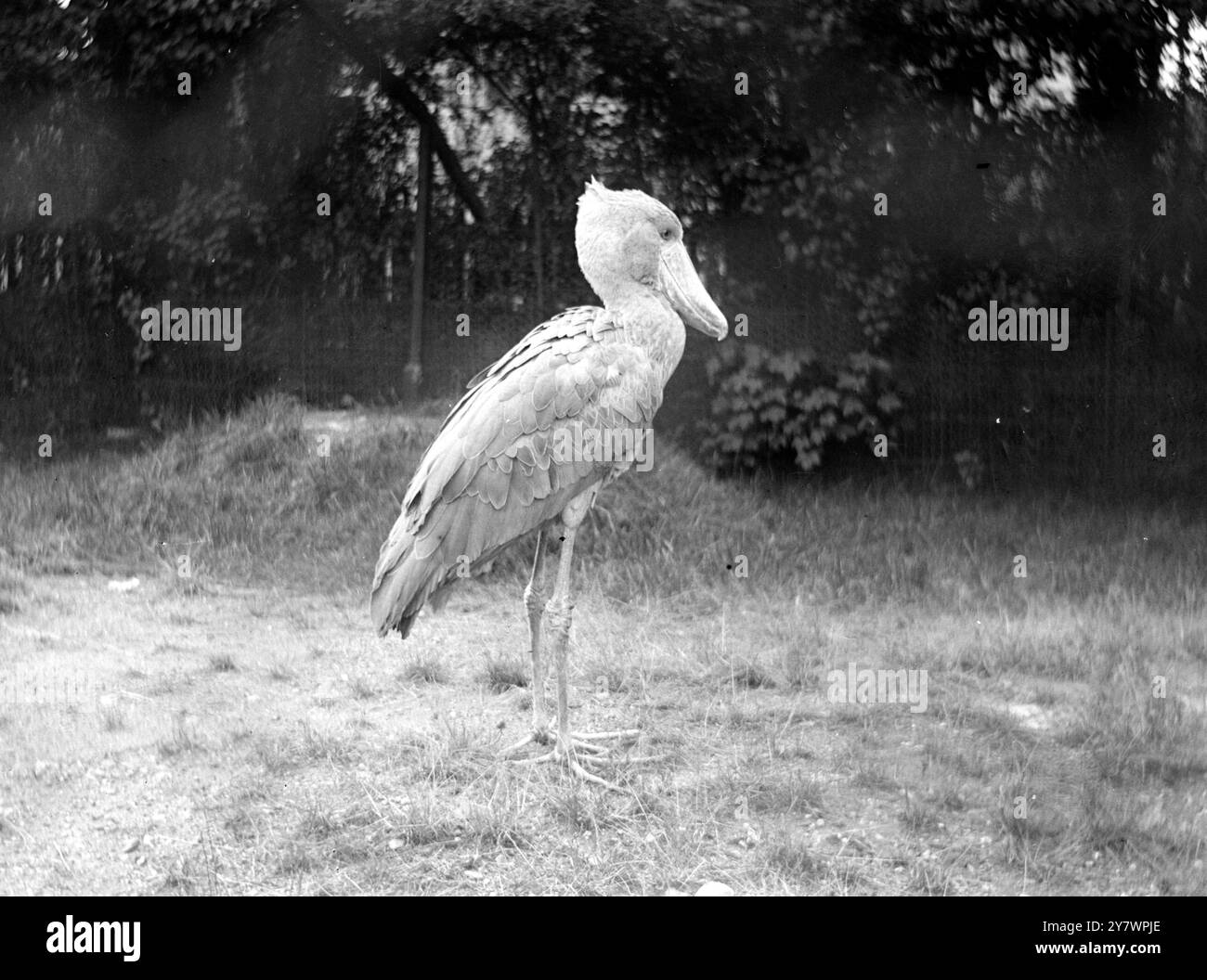 Balena diretta Heron in uno zoo, Inghilterra ©TopFoto Foto Stock