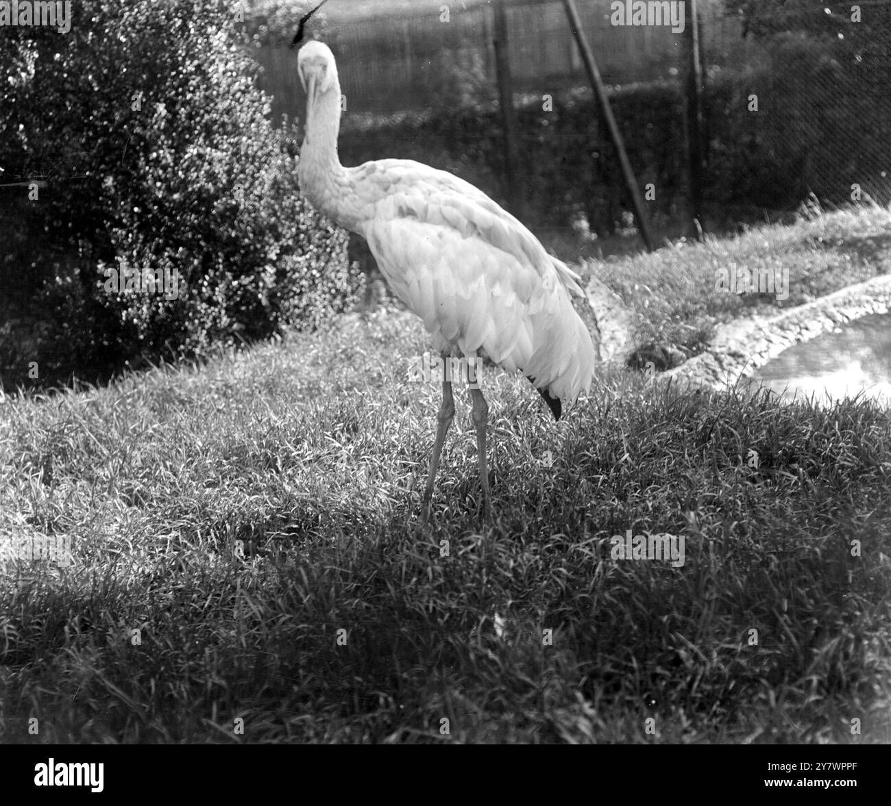 Bianchi asiatici Gru allo zoo , Inghilterra ©TopFoto Foto Stock