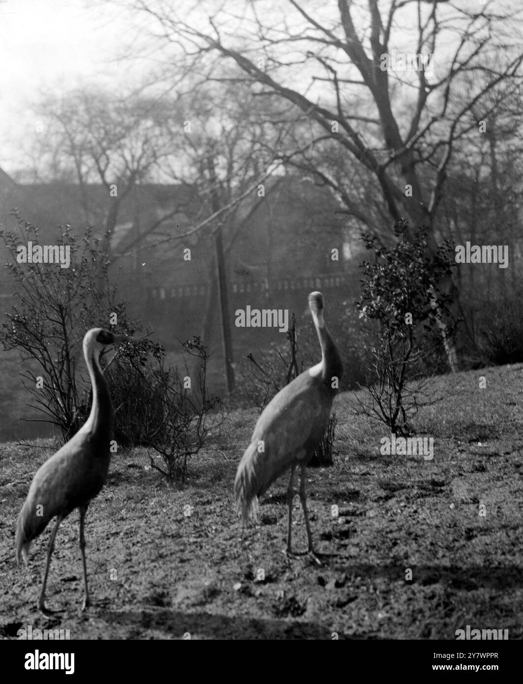 Gru dal collo bianco nello zoo , Inghilterra ©TopFoto Foto Stock