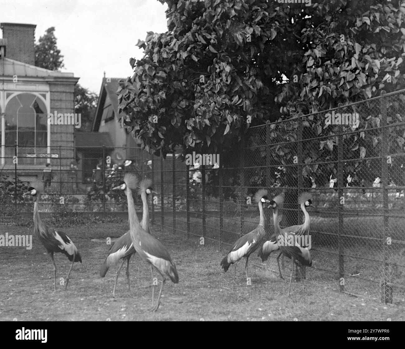 Gru dal collo bianco nello zoo , Inghilterra ©TopFoto Foto Stock