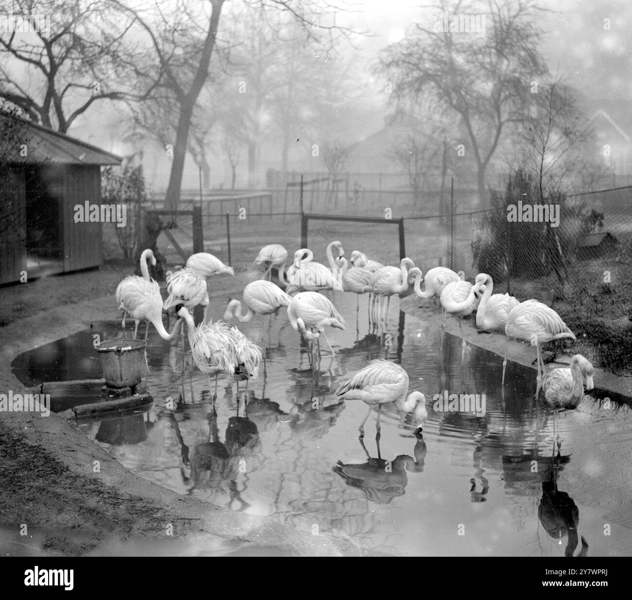 Gru in uno zoo , Inghilterra il 12 gennaio 1926 ©TopFoto Foto Stock