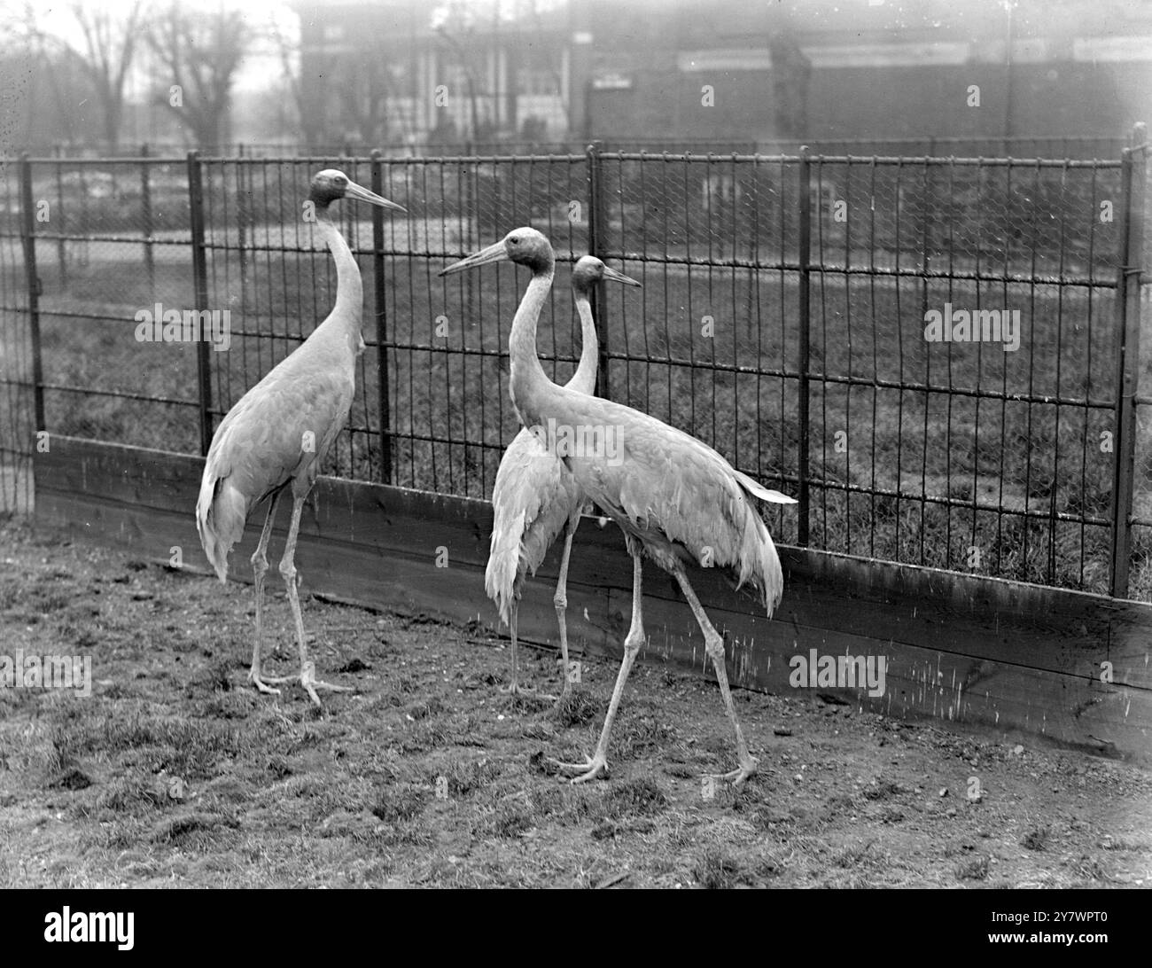 Sarus Crane in uno zoo , Inghilterra il 9 aprile 1923 ©TopFoto Foto Stock