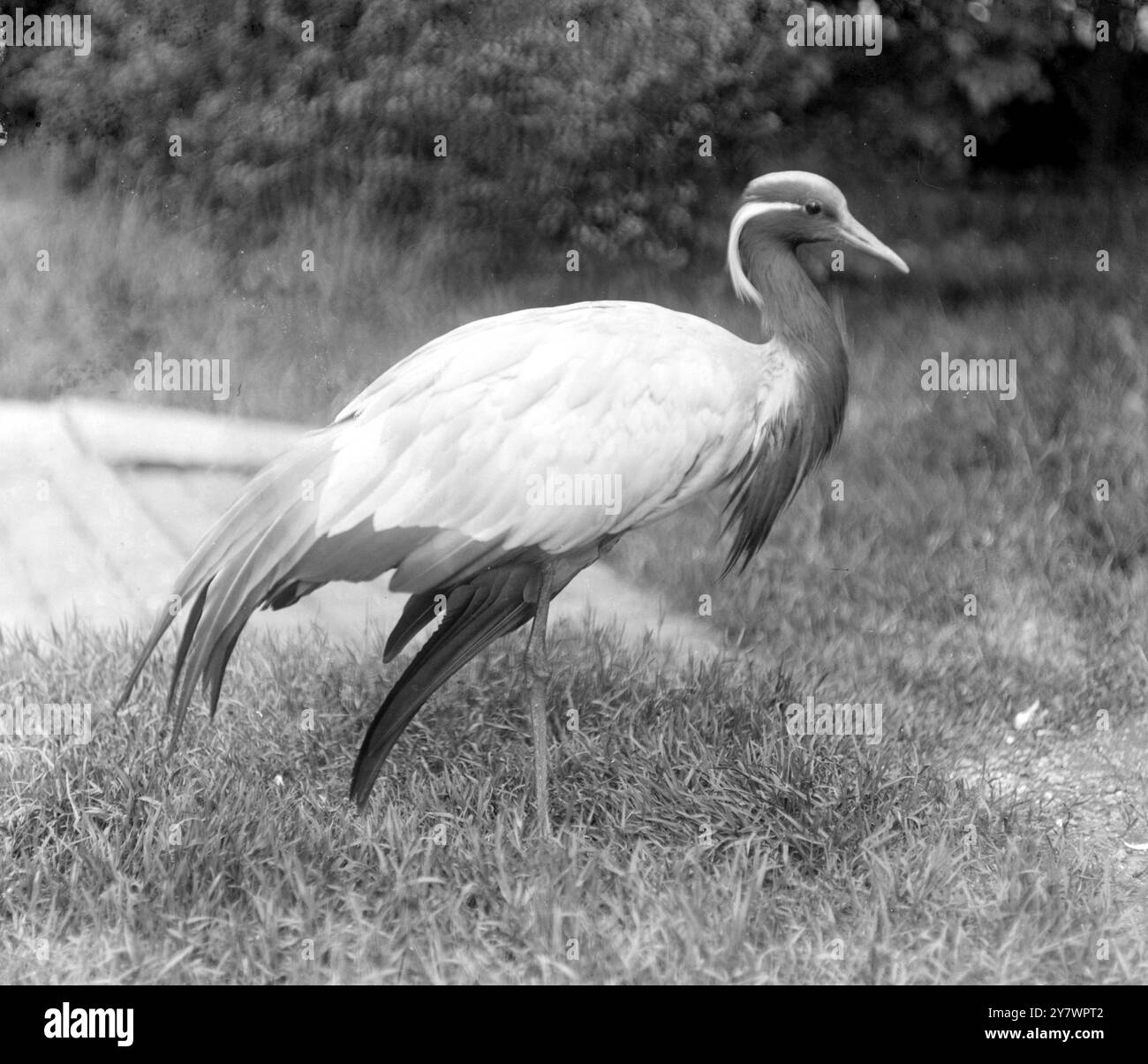 Demoiselle Crane ( India) in uno zoo , Inghilterra ©TopFoto Foto Stock