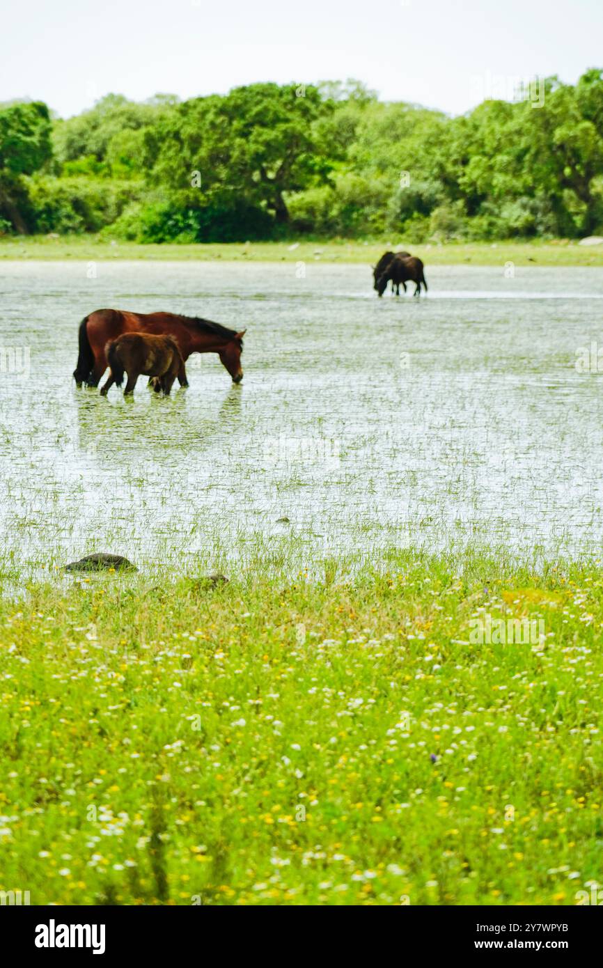 I cavalli selvatici che pascolano si riflettono nell'acqua delle lagune della piana di Gesturi. Sud Sardegna. Sardegna. Italia Foto Stock