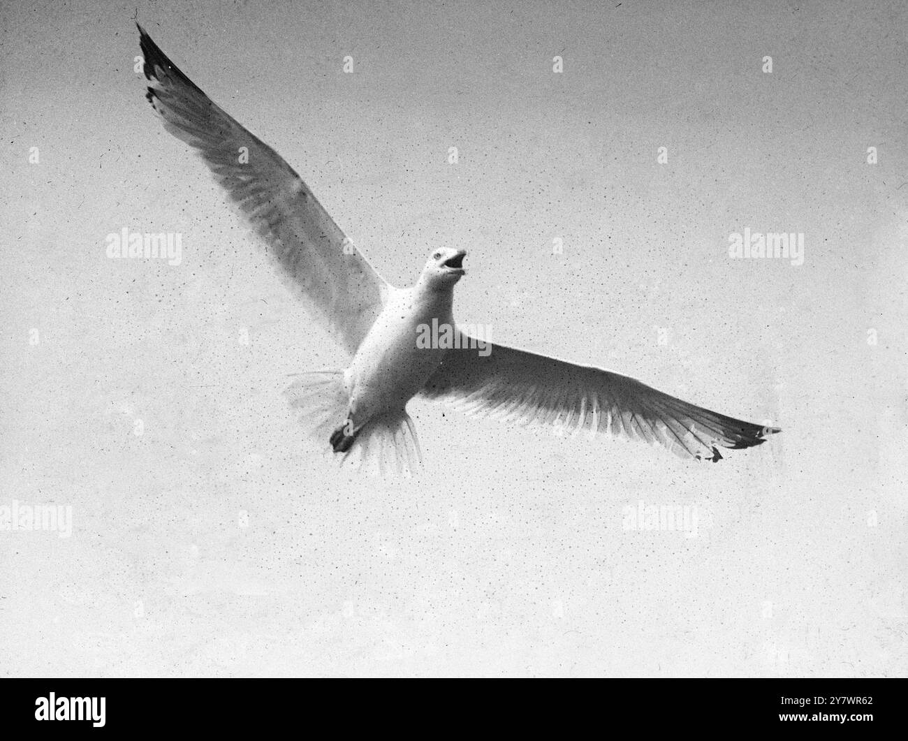 Uccello d'acqua in volo Foto Stock