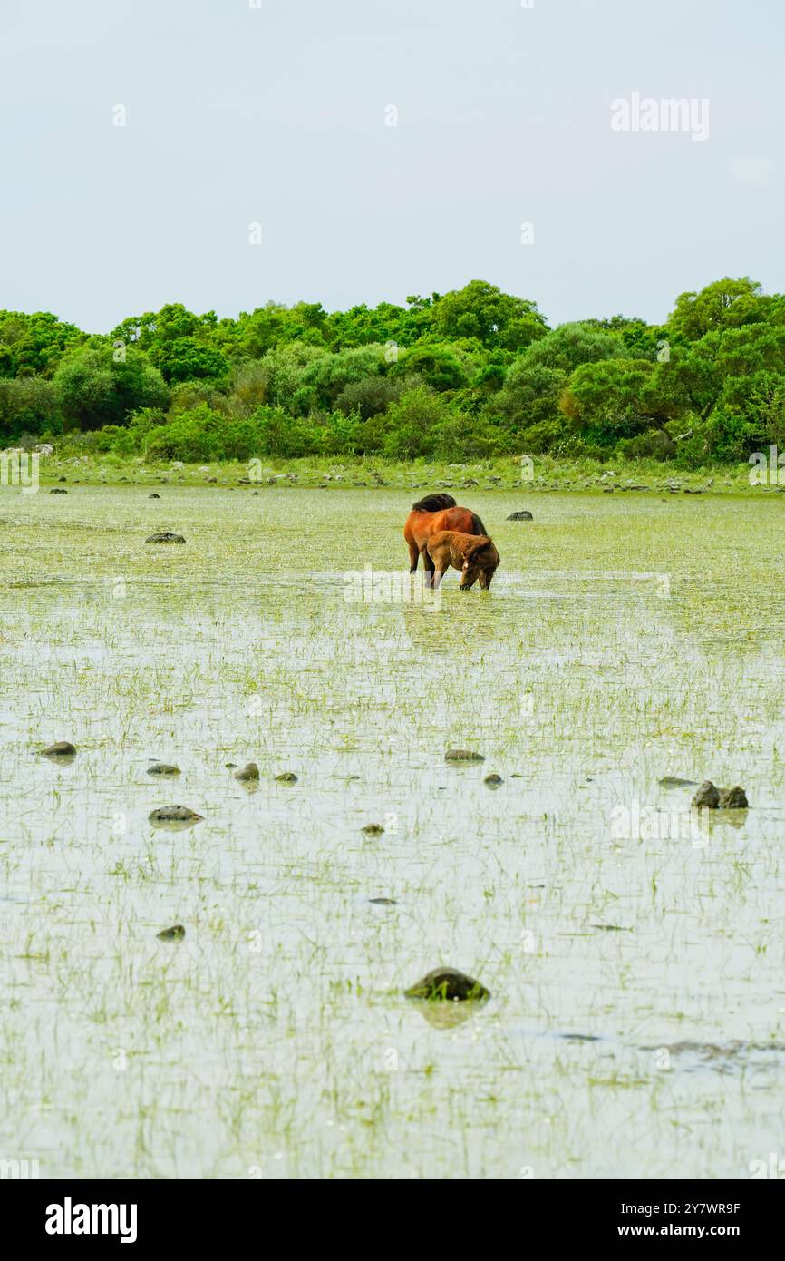 I cavalli selvatici che pascolano si riflettono nell'acqua delle lagune della piana di Gesturi. Sud Sardegna. Sardegna. Italia Foto Stock