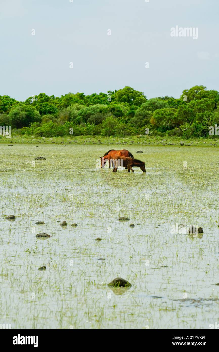 I cavalli selvatici che pascolano si riflettono nell'acqua delle lagune della piana di Gesturi. Sud Sardegna. Sardegna. Italia Foto Stock