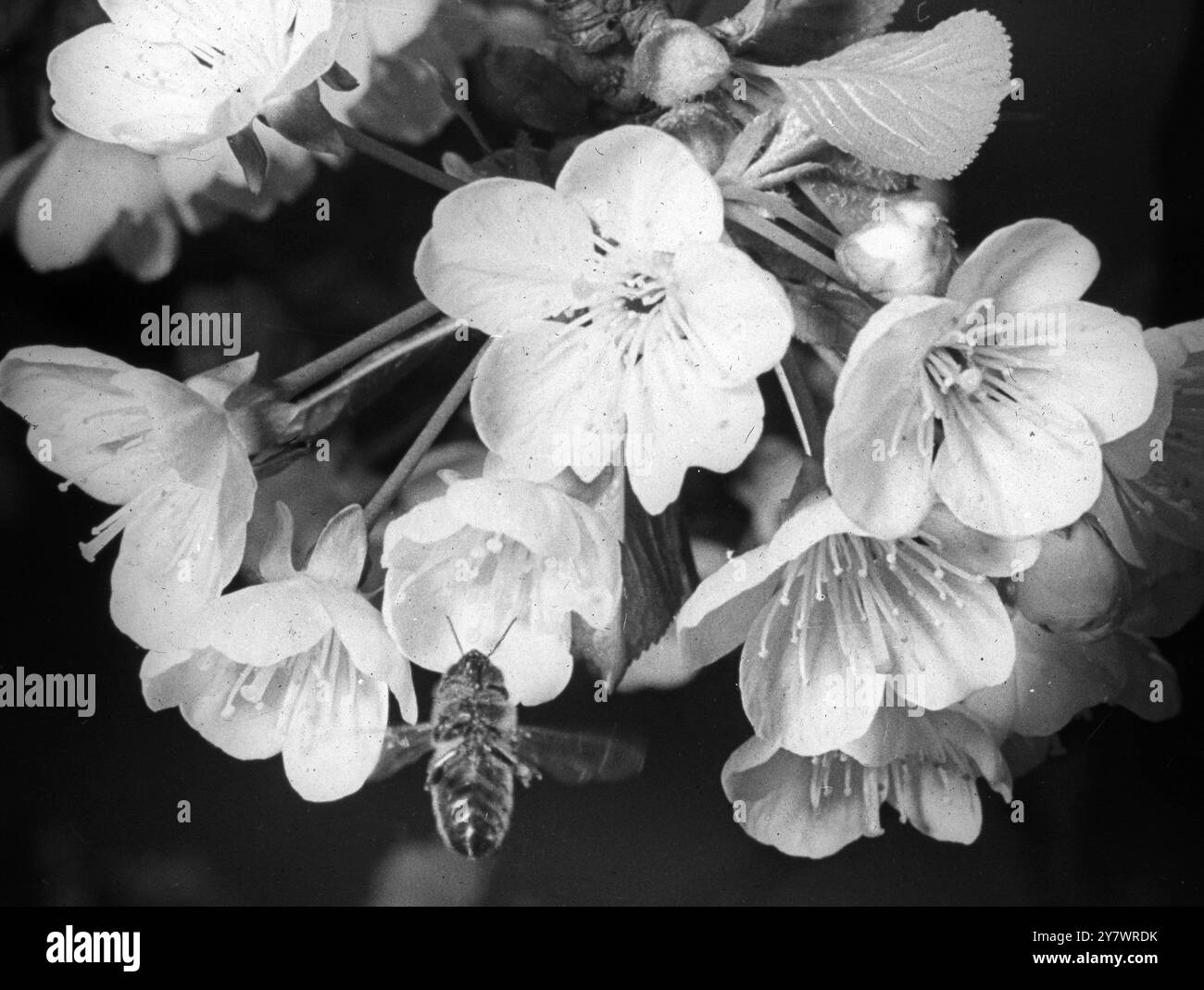 Blossom e Bee Foto Stock