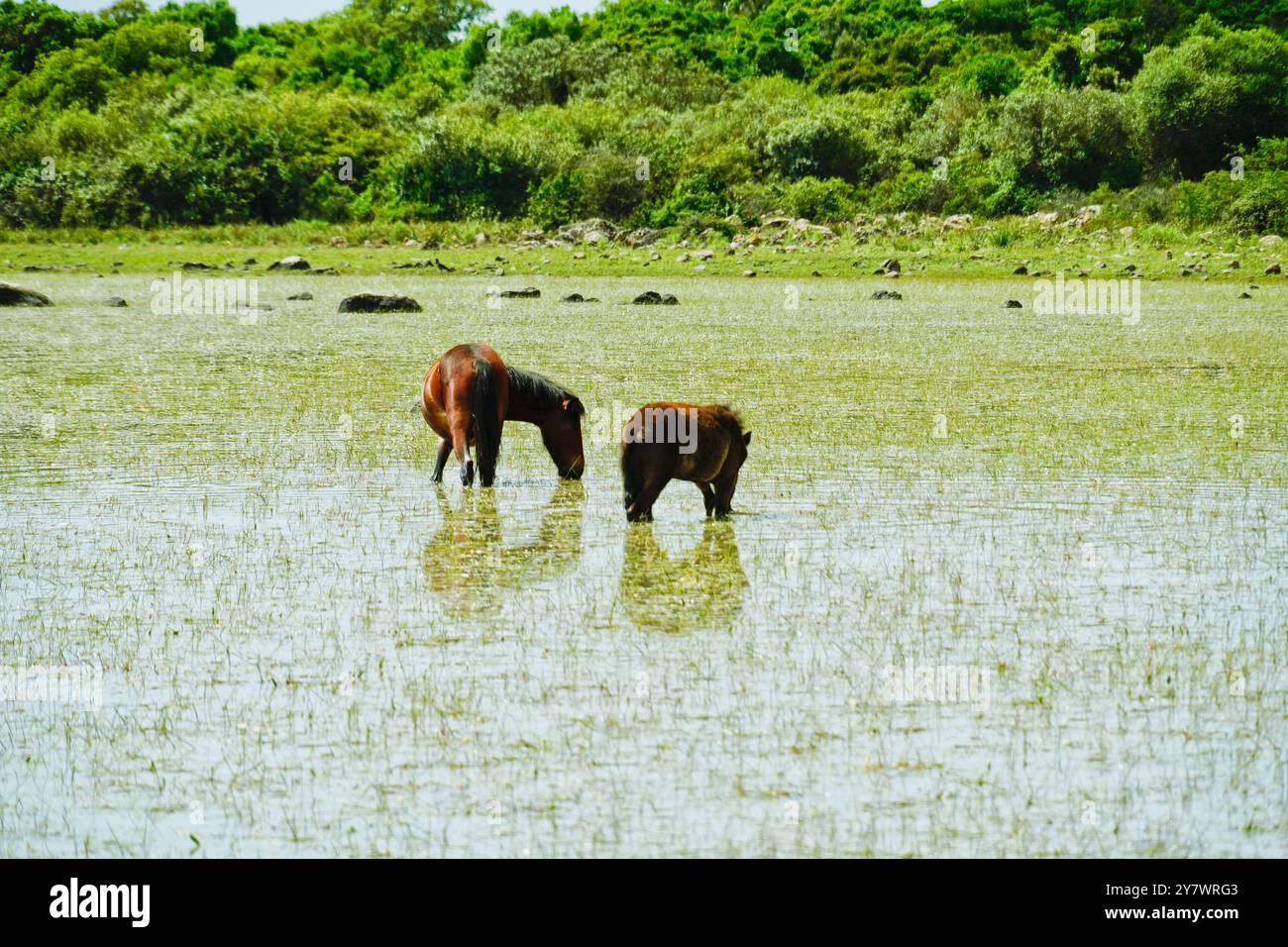 I cavalli selvatici che pascolano si riflettono nell'acqua delle lagune della piana di Gesturi. Sud Sardegna. Sardegna. Italia Foto Stock