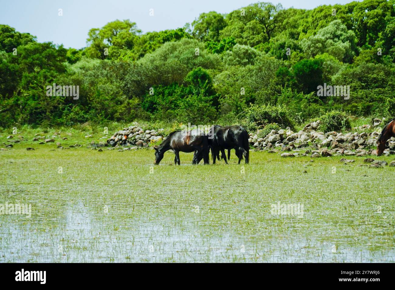 I cavalli selvatici che pascolano si riflettono nell'acqua delle lagune della piana di Gesturi. Sud Sardegna. Sardegna. Italia Foto Stock