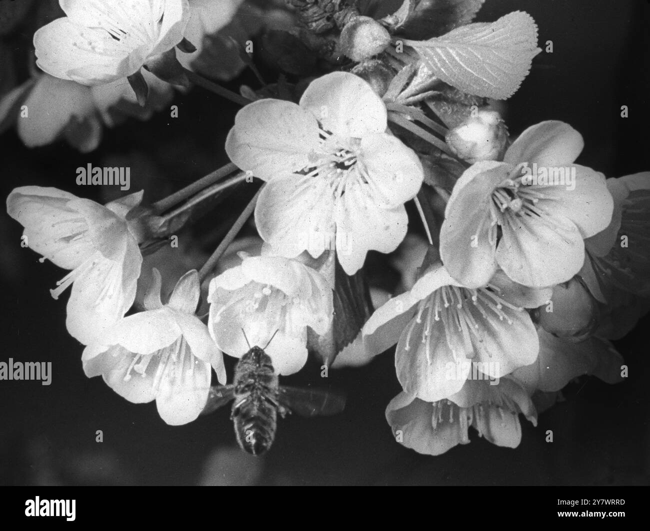 Blossom e Bee Foto Stock