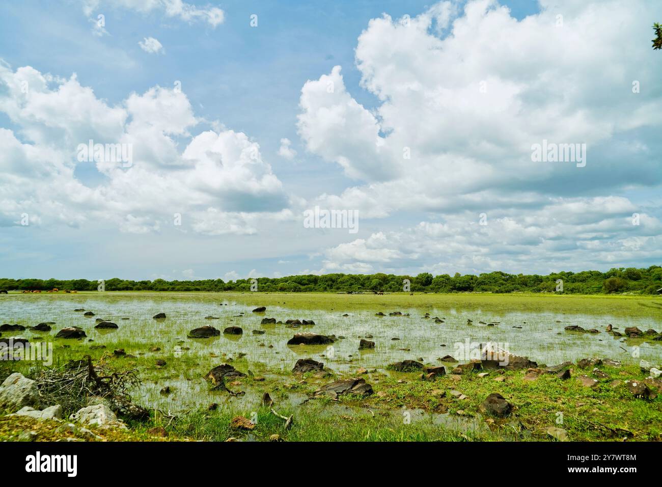 I cavalli selvatici che pascolano si riflettono nell'acqua delle lagune della piana di Gesturi. Sud Sardegna. Sardegna. Italia Foto Stock