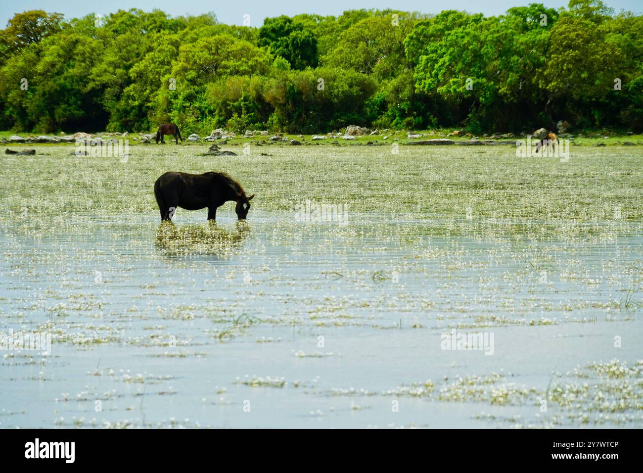 I cavalli selvatici che pascolano si riflettono nell'acqua delle lagune della piana di Gesturi. Sud Sardegna. Sardegna. Italia Foto Stock