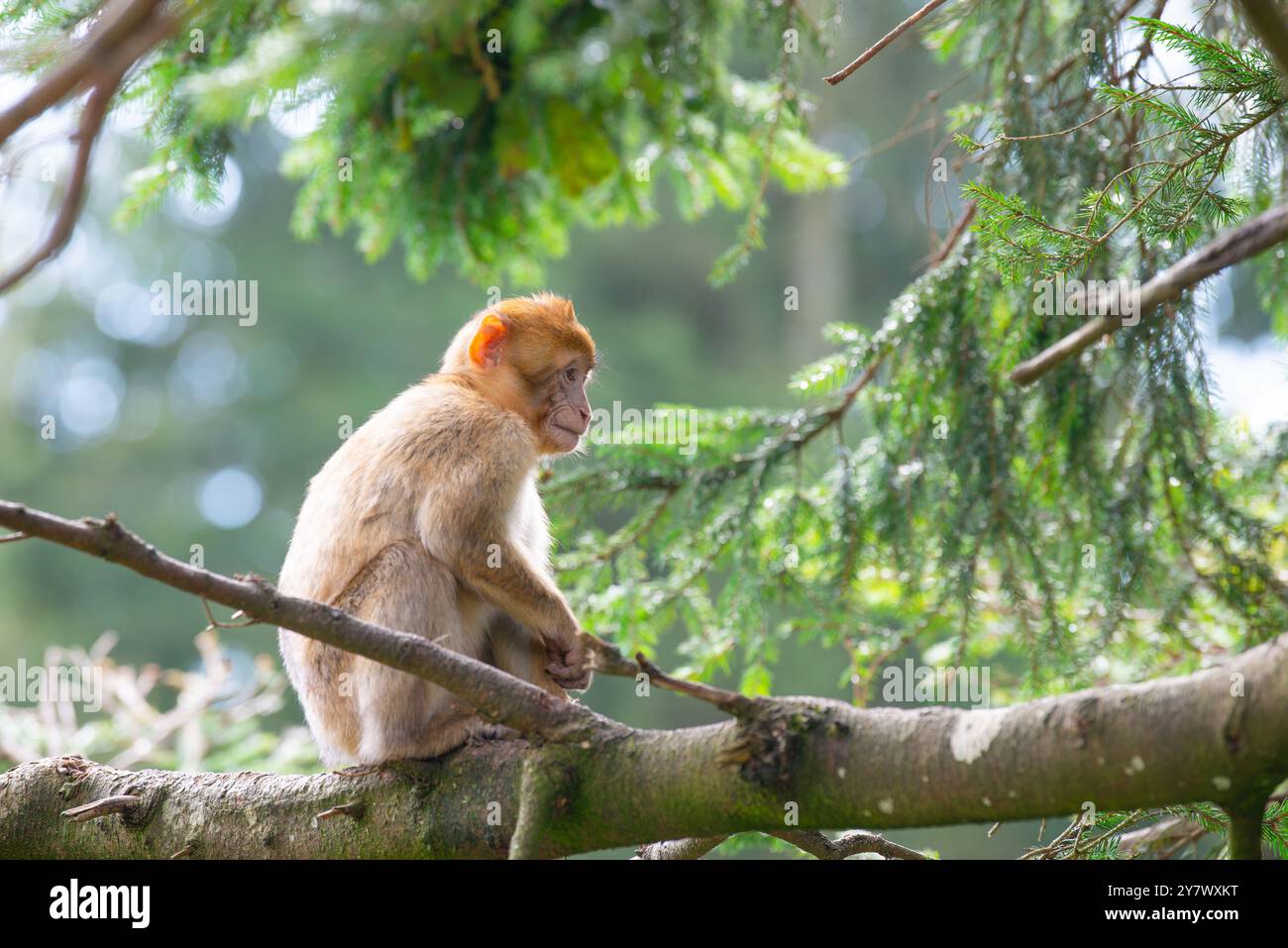 Macachi barbareschi seduti su un albero, scimmia rhesus, fauna selvatica, giungla dell'habitat, piccolo animale Foto Stock