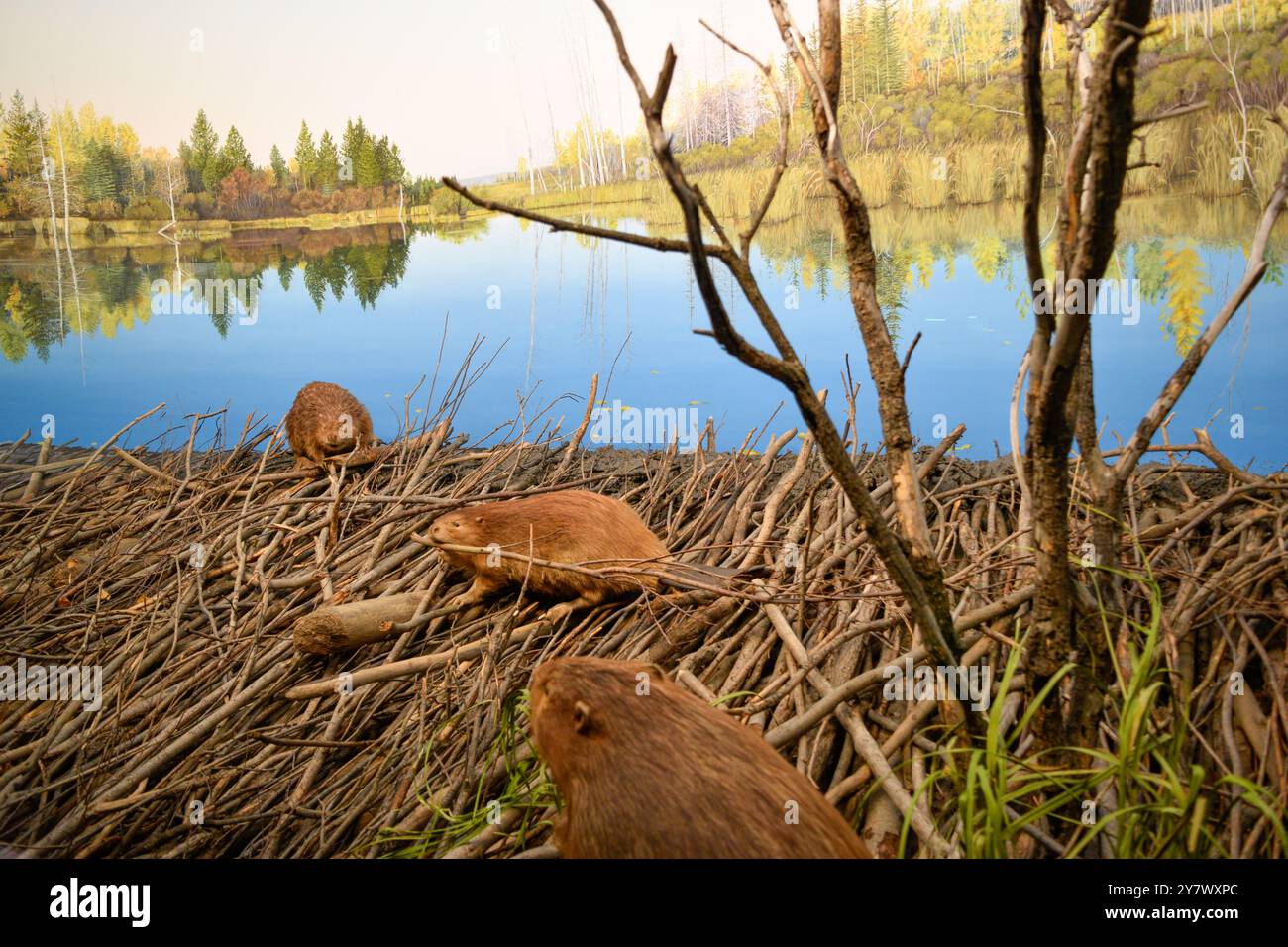 Edificio di Beavers con legno in un lago, esposto in una mostra museo, che mostra l'ingegneria naturale e la costruzione dell'habitat nella fauna selvatica. Foto Stock