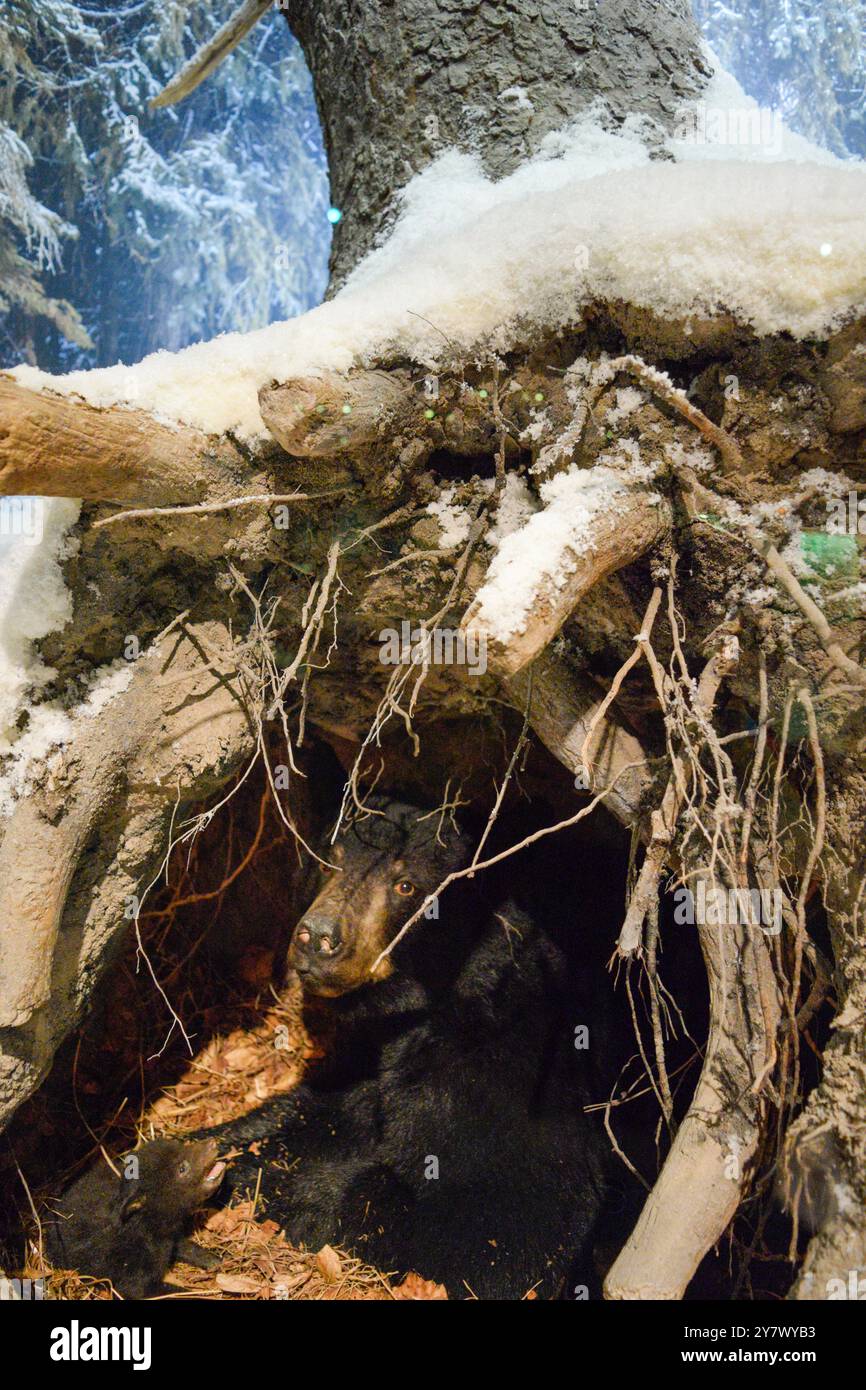 Un orso in una grotta innevata, esposto in un museo, che rappresenta la fauna selvatica in ambienti invernali difficili e habitat naturali Foto Stock